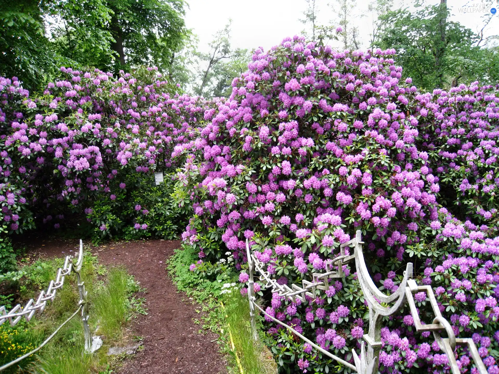 purple, fancy, hand-rail, Rhododendrons