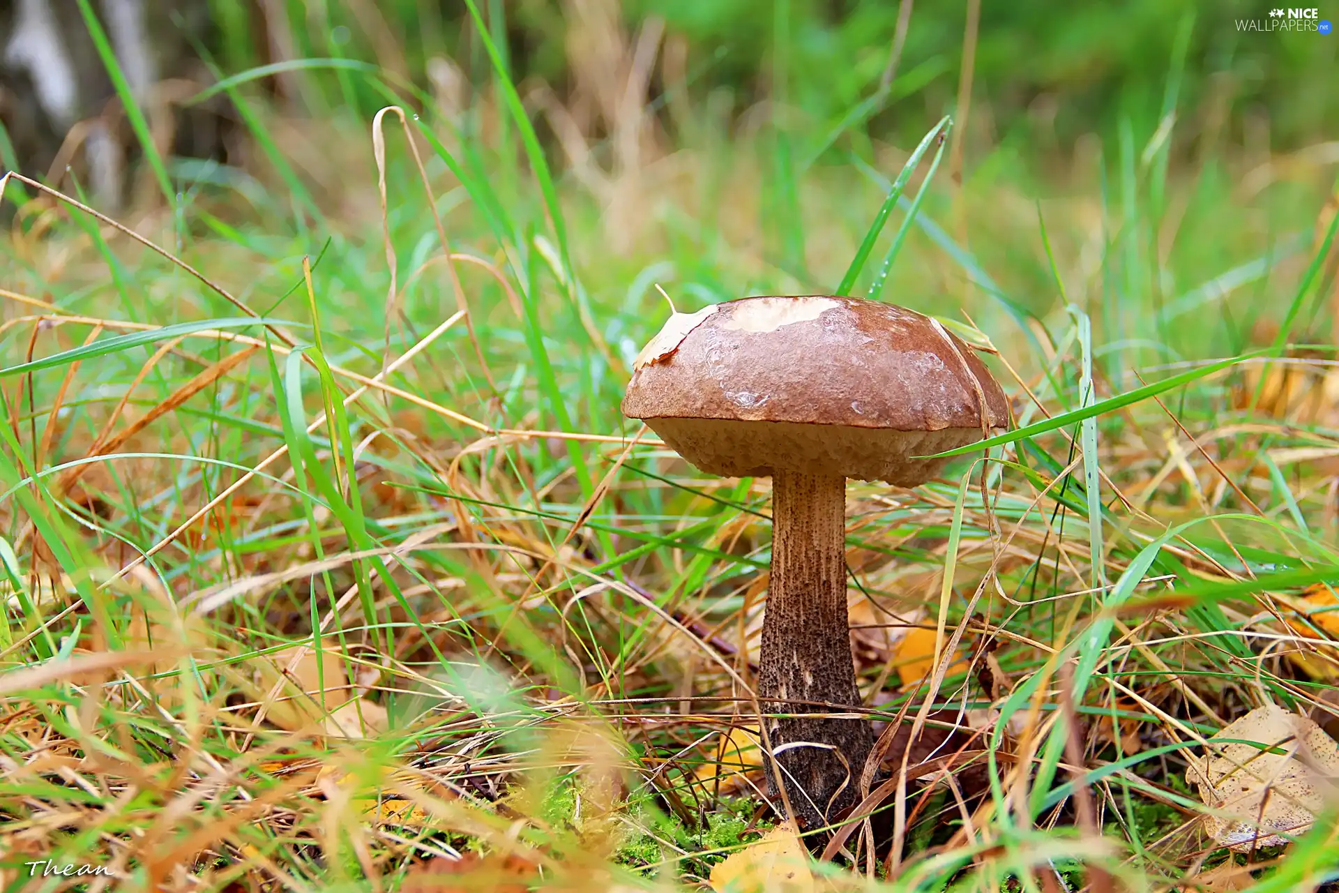 handle, grass, Kozak, Hat, Mushrooms