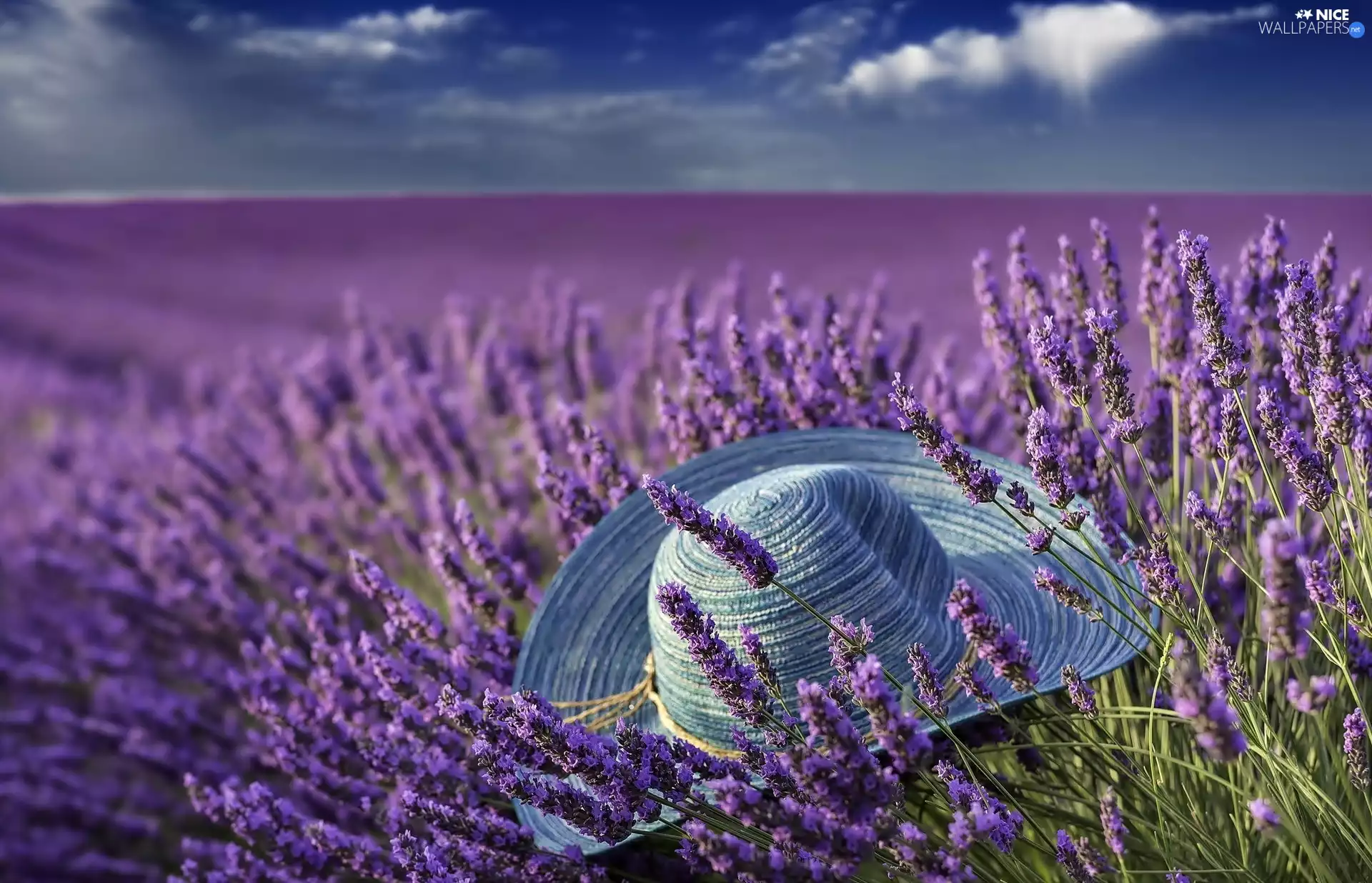 Hat, Field, lavender