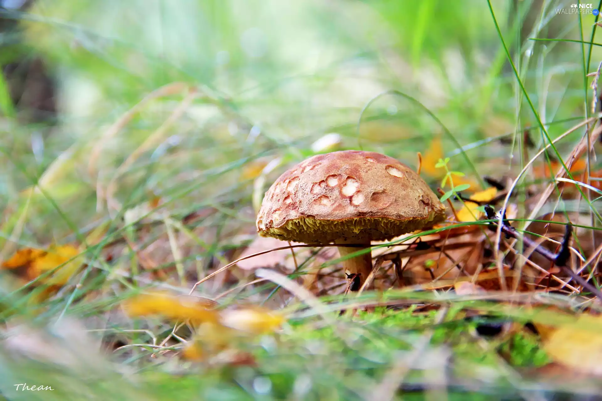 Mushrooms, leg, grass, Hat