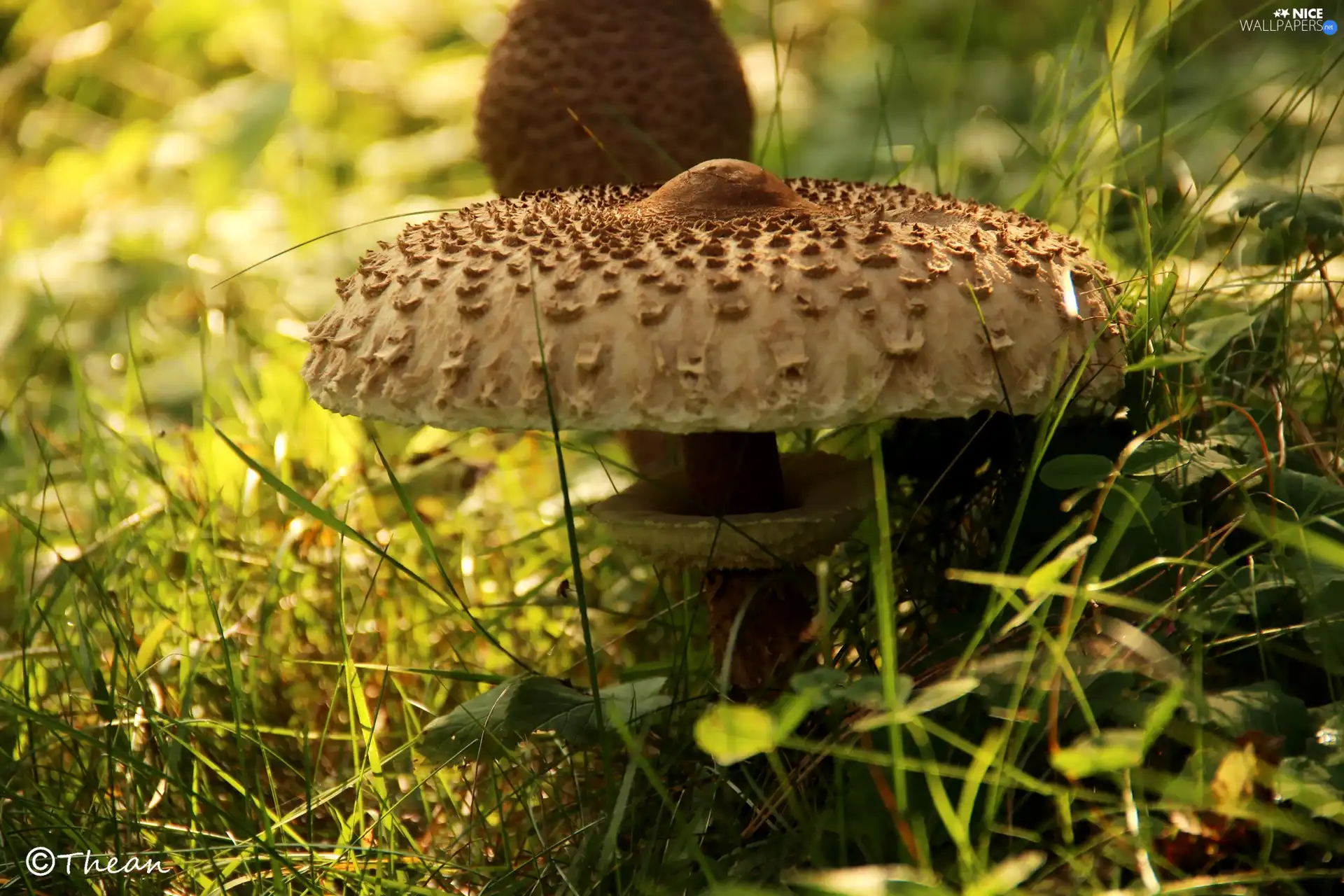 Macrolepiota Procera, Mushrooms, Hat, owl