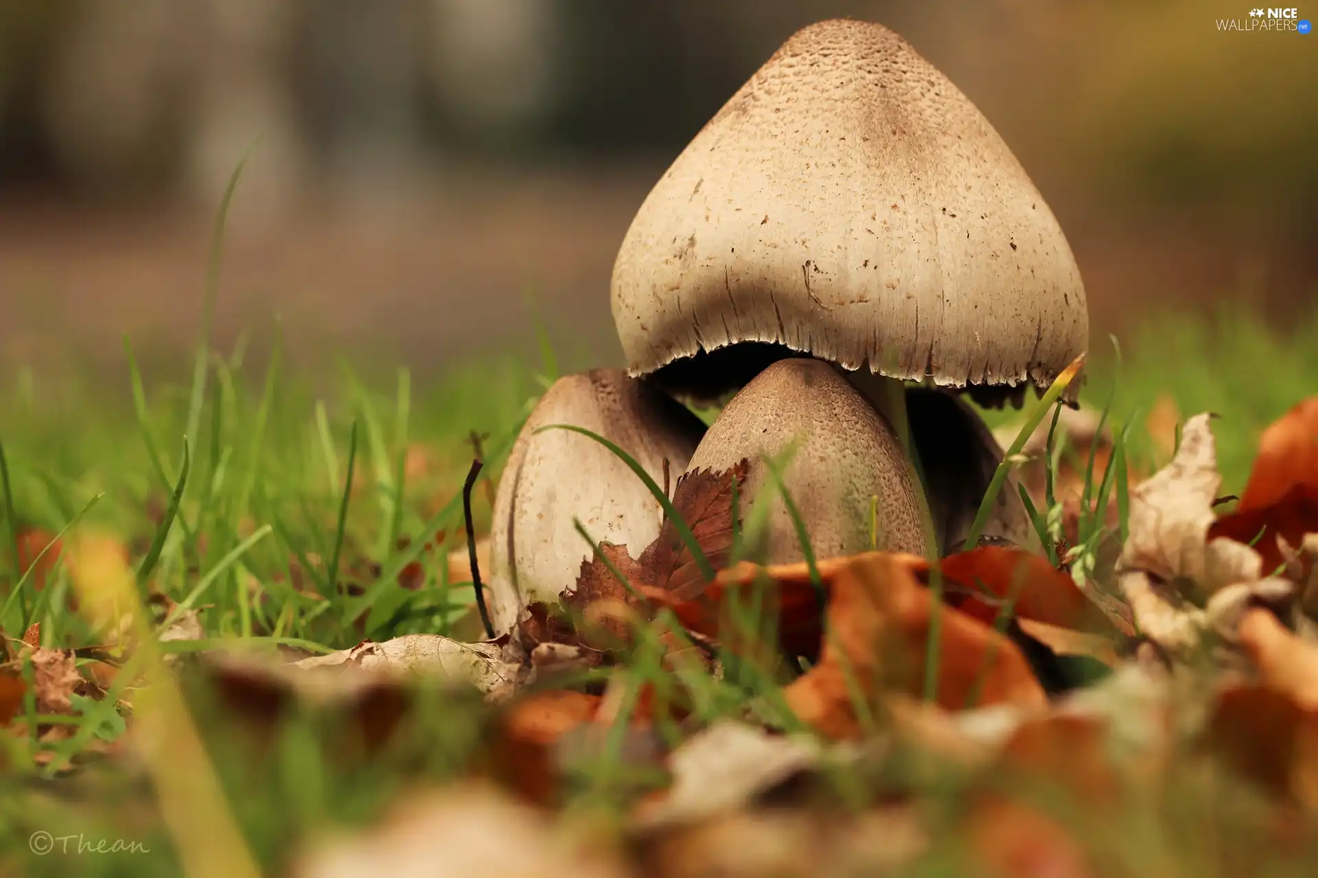 mushrooms, hats