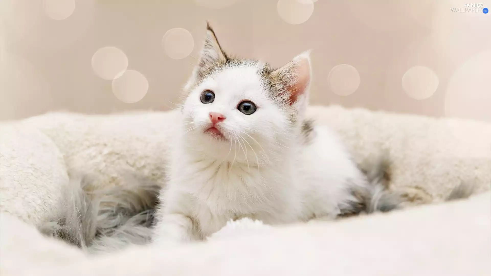 cat, small, fur, haunt, kitten, White