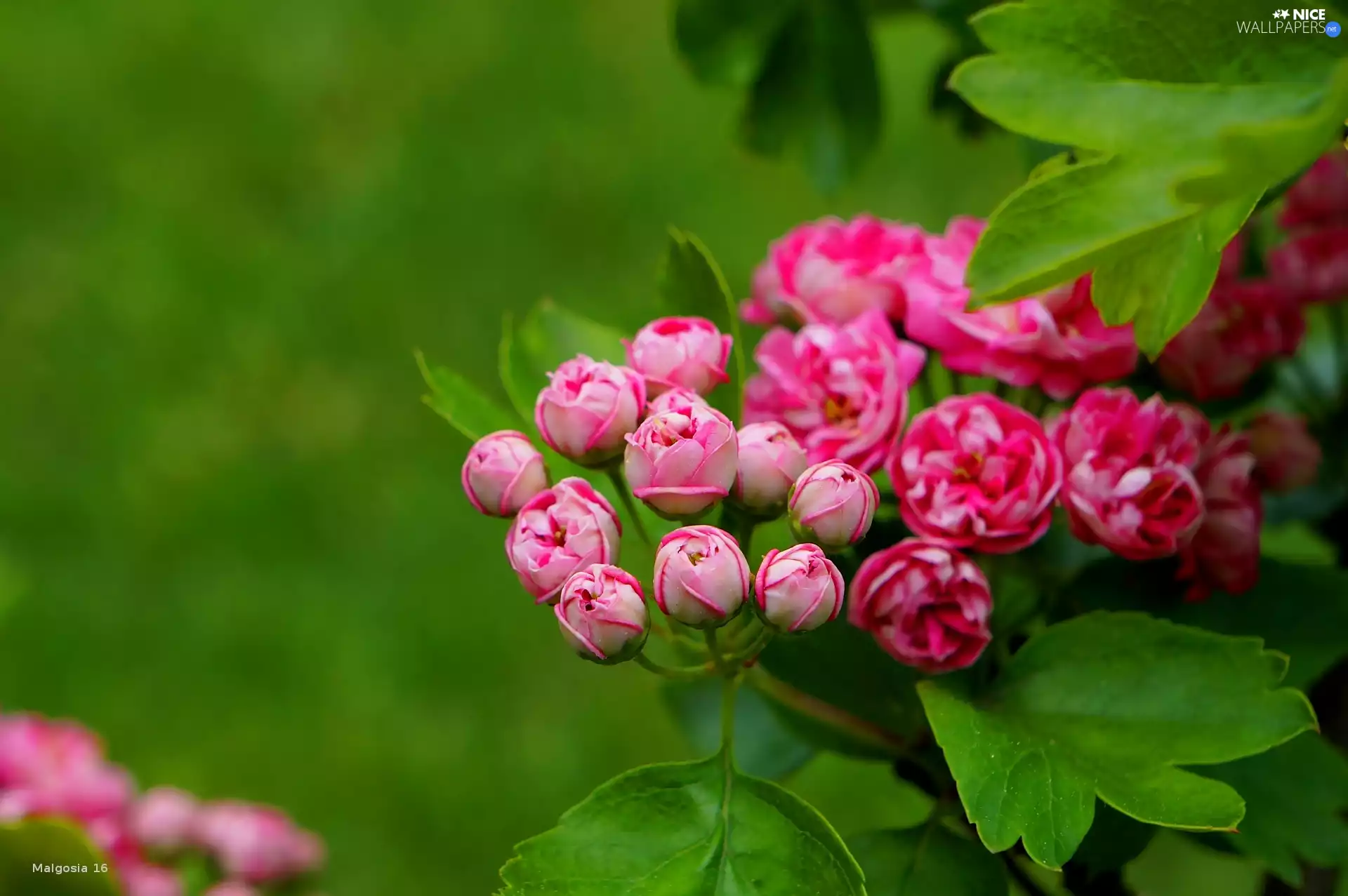 twig, haw, Pink, flourishing, Flowers
