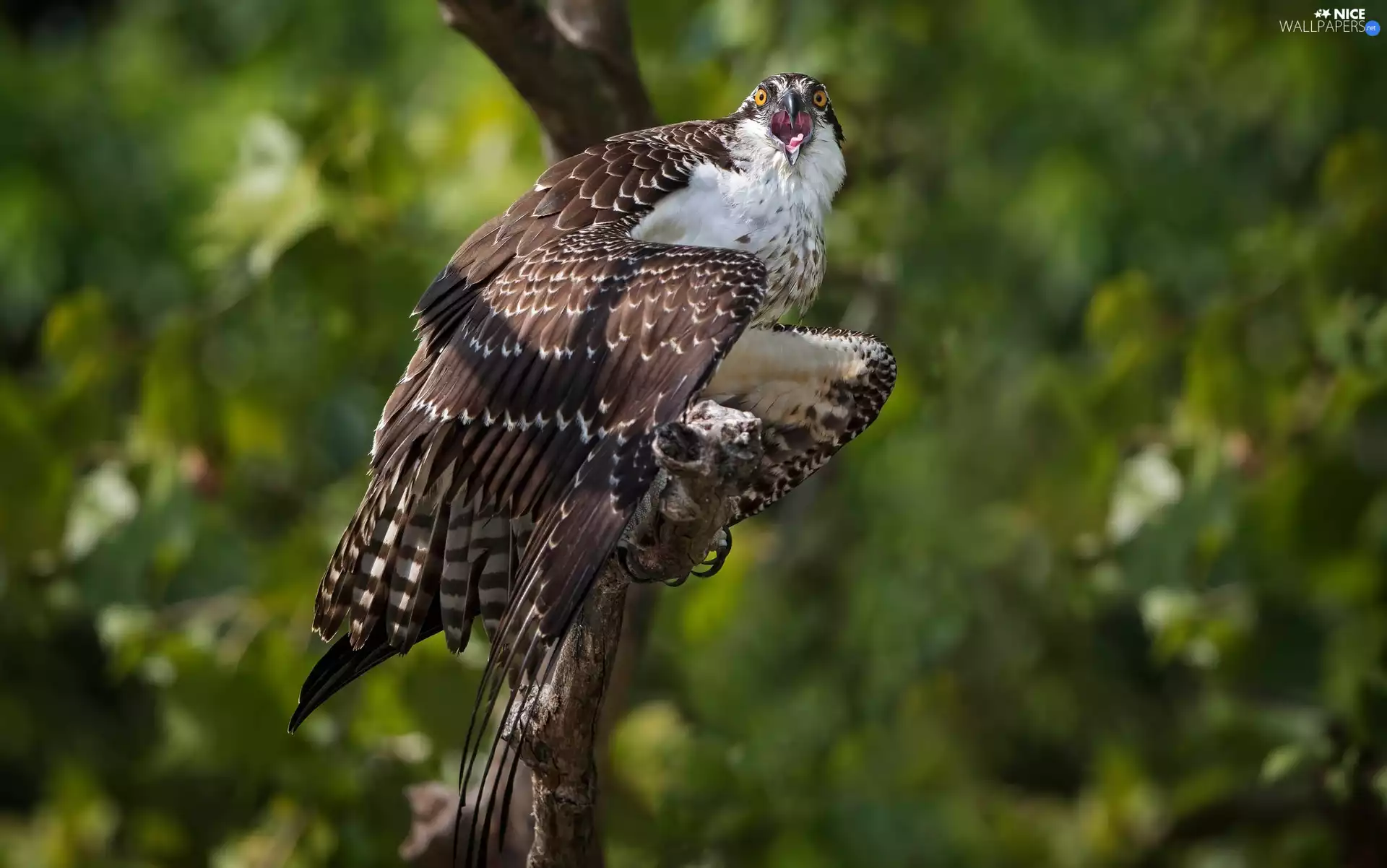 branch, Bird, Sea Hawk