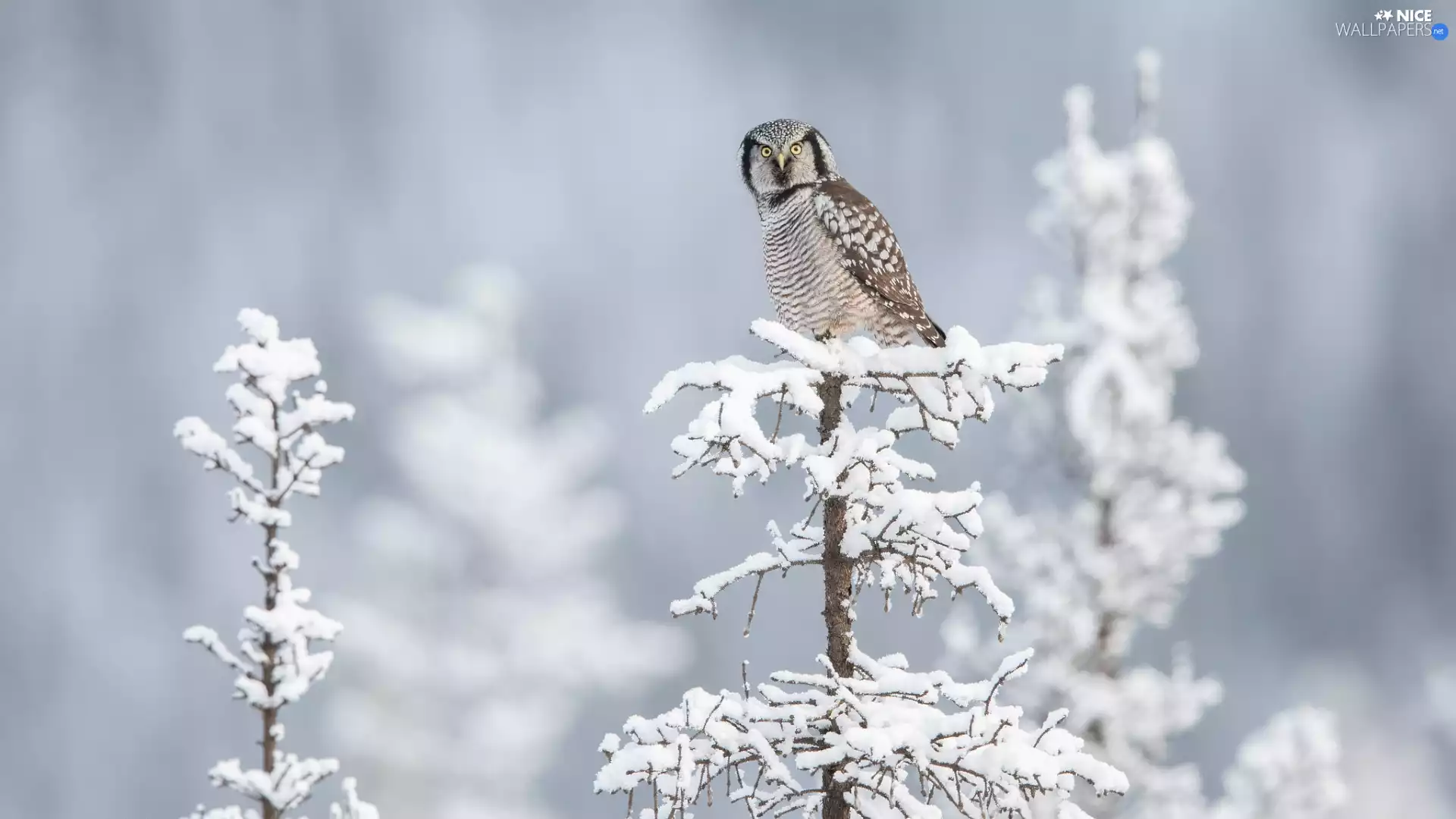 sapling, snow, Northern hawk-owl, Snowy, Bird