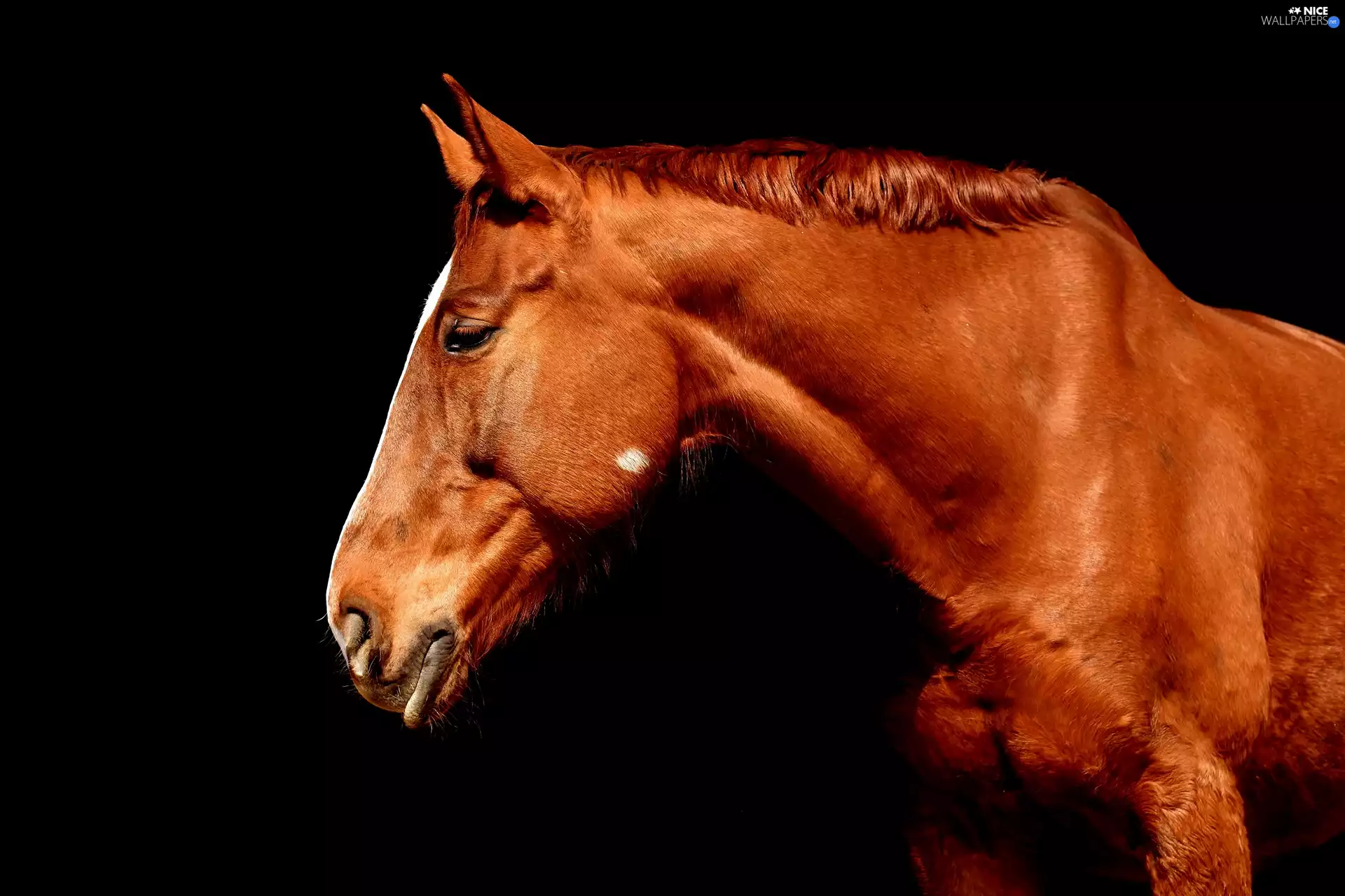 black background, Horse, head