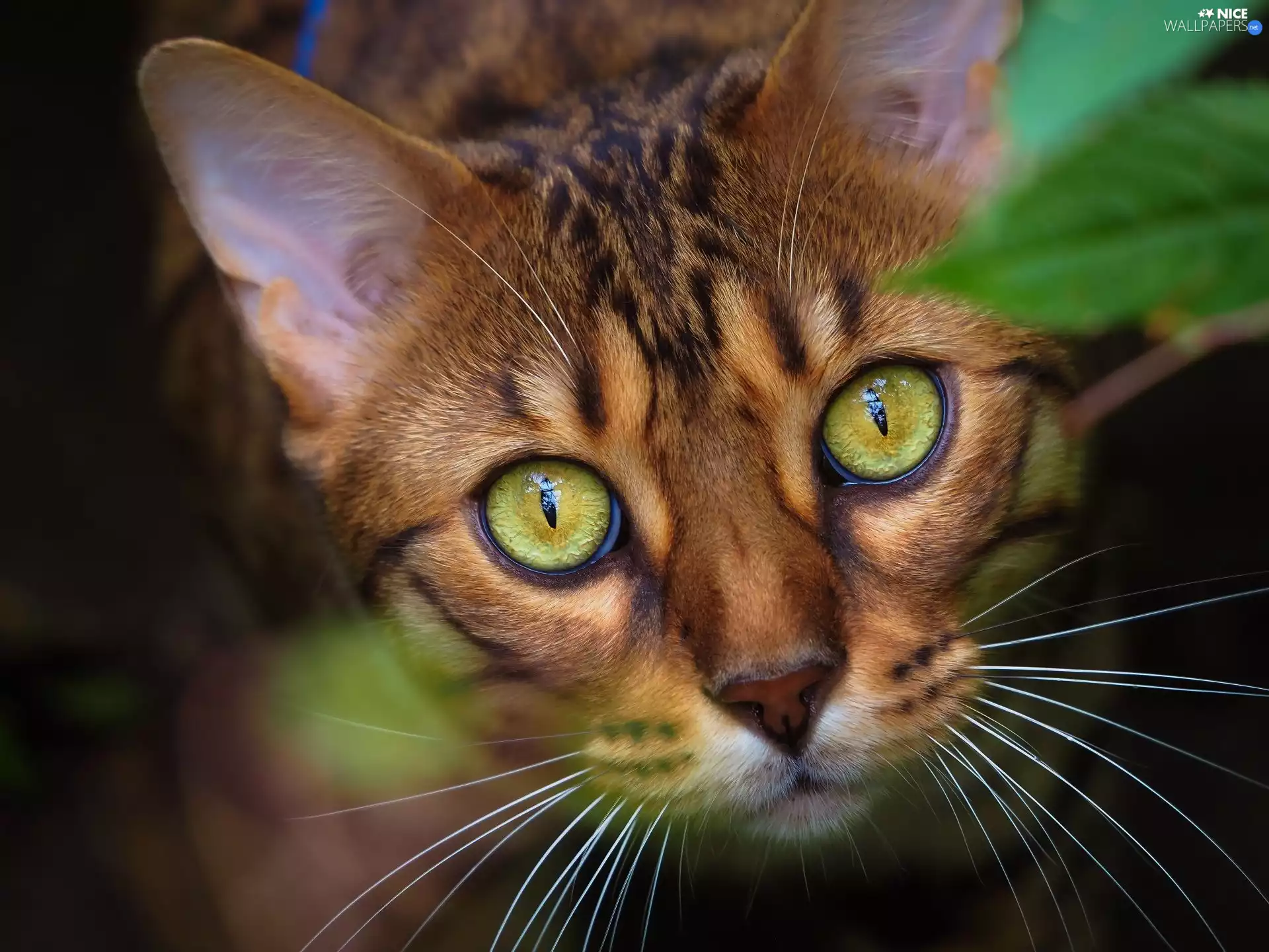 cat, Eyes, rapprochement, Head