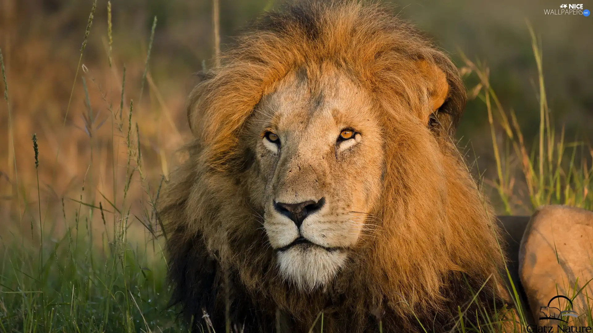 Lion, lion, grass, Head