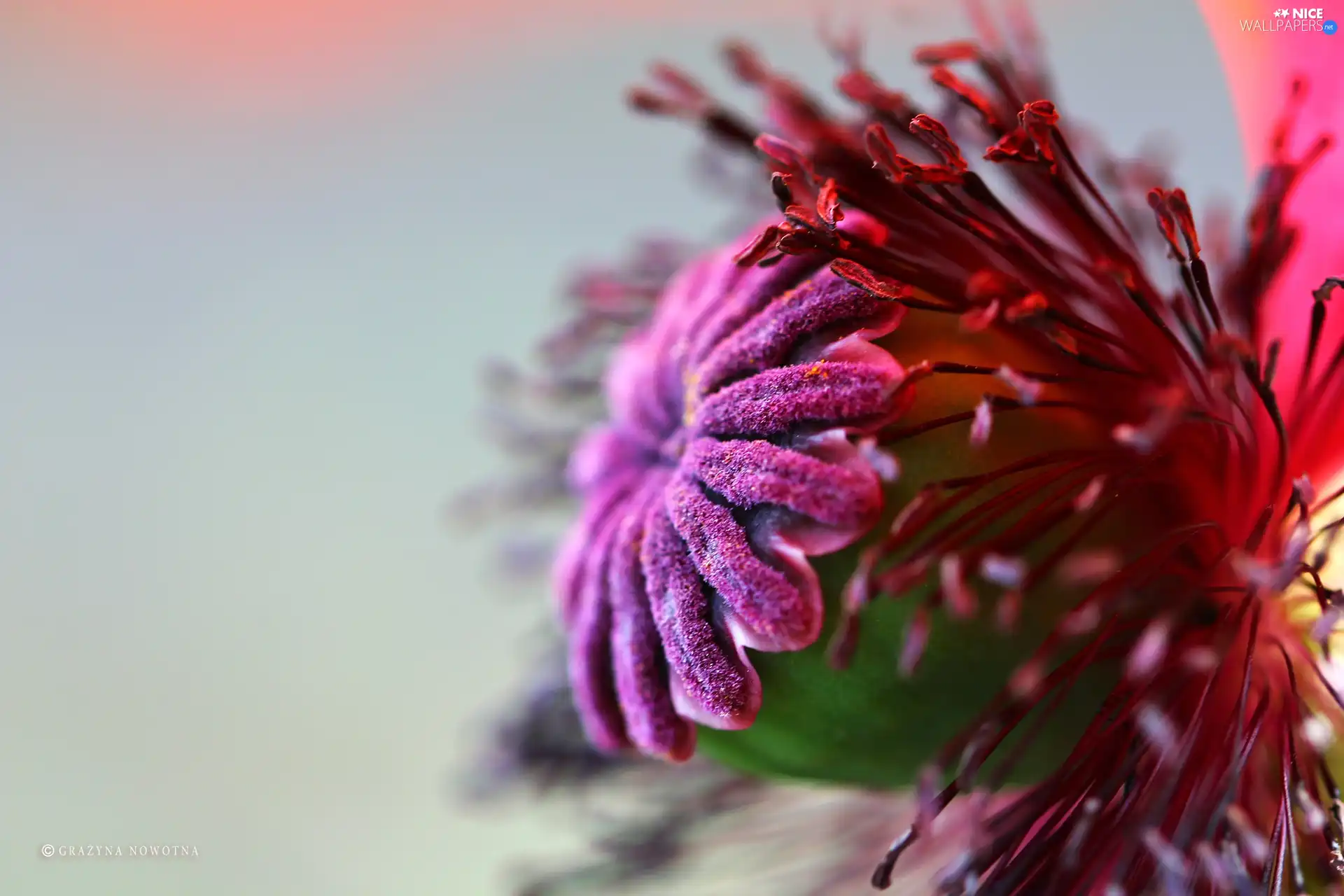 red weed, Colourfull Flowers, poppy-head, Red