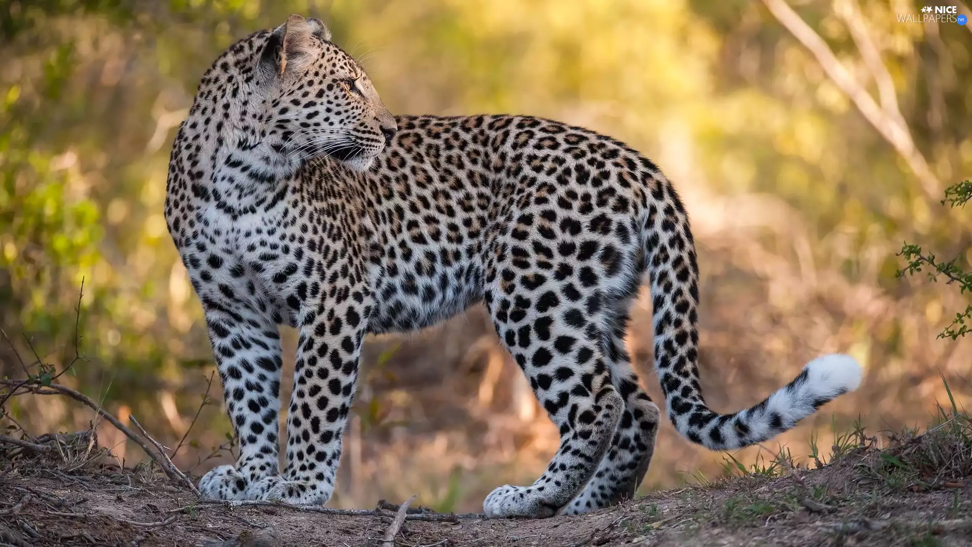 Head, Leopards, Reverse