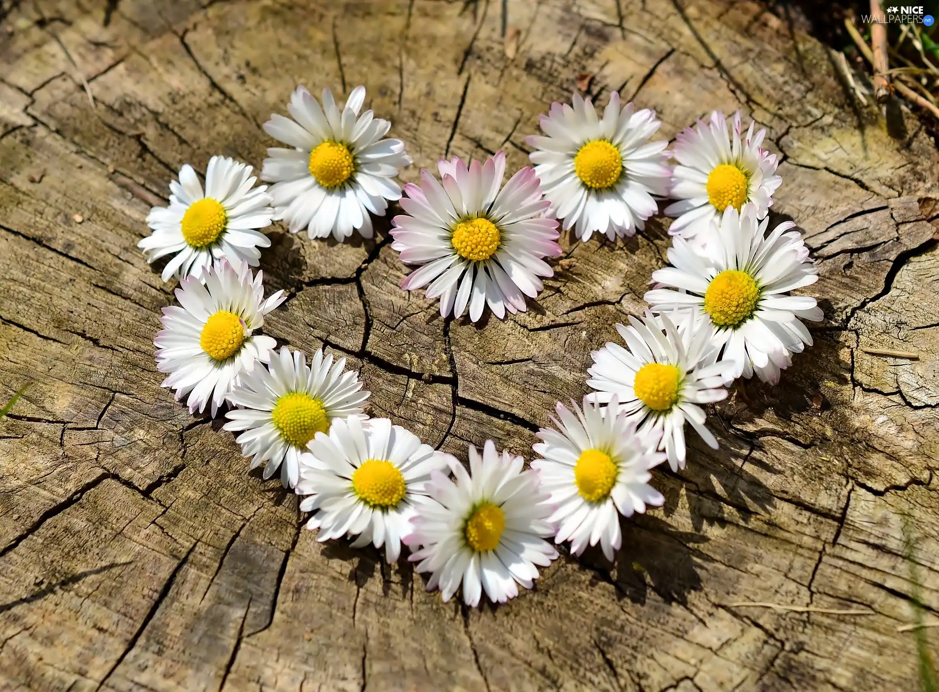 Close, daisies, Heart, Flowers