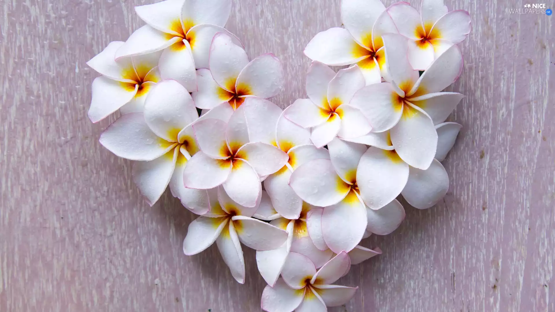 Heart, Flowers, Plumeria