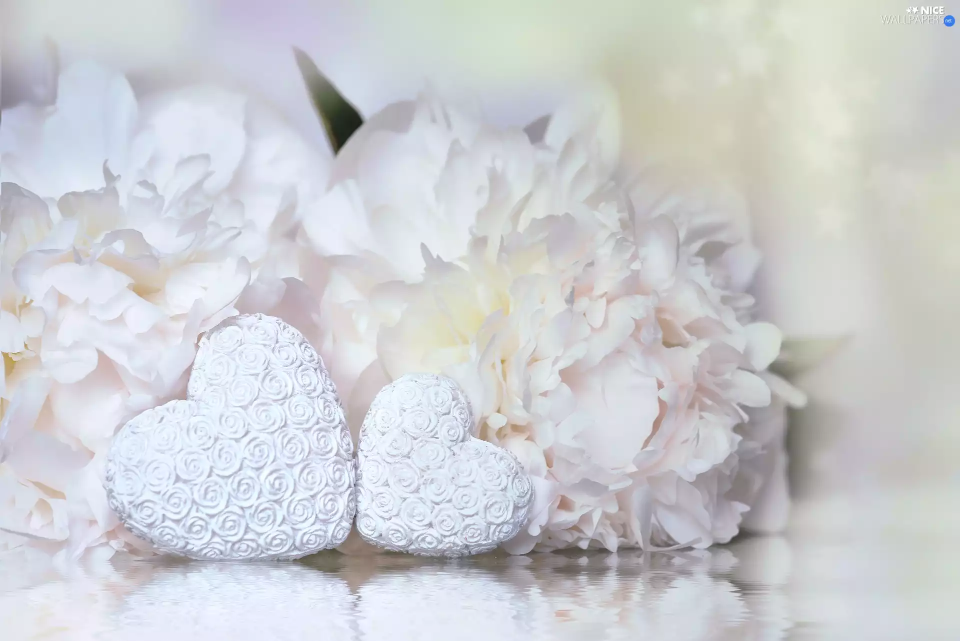 Flowers, Peonies, White, hearts, Two cars