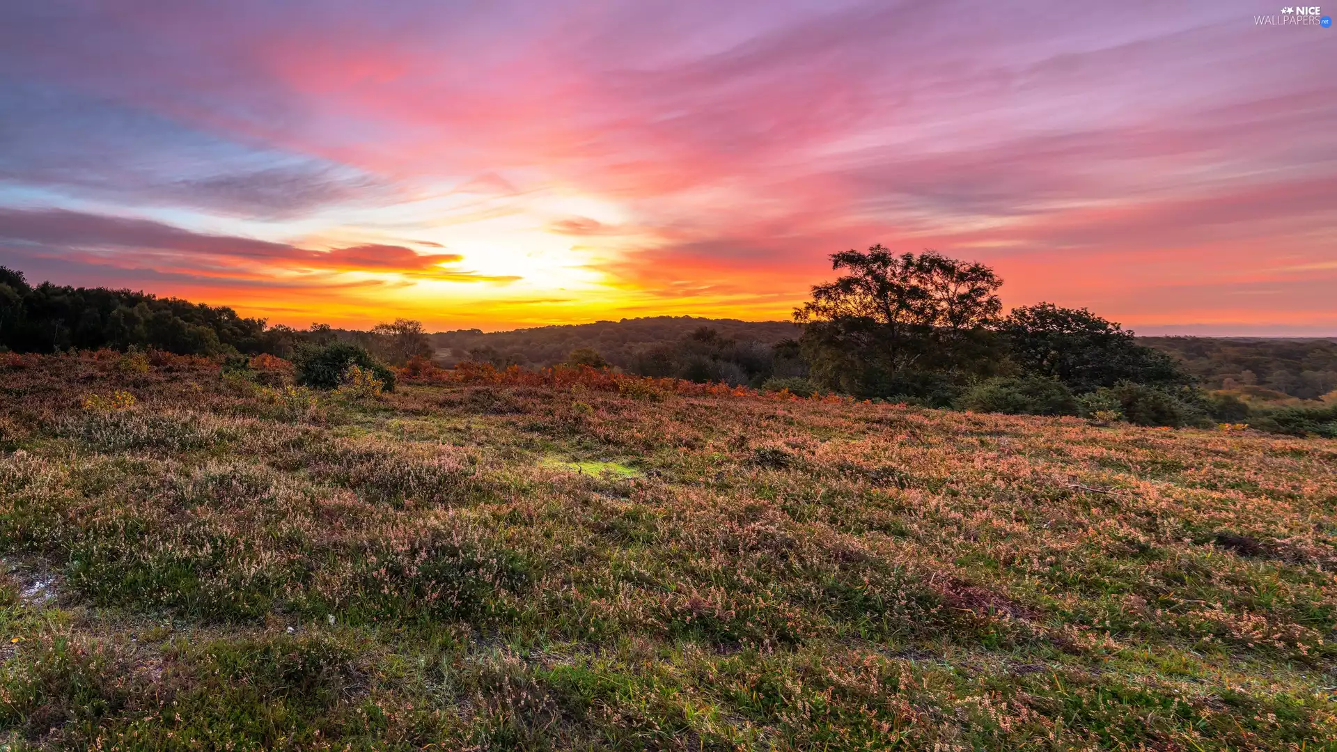 viewes, heathers, Great Sunsets, trees, Field, Sky, heath