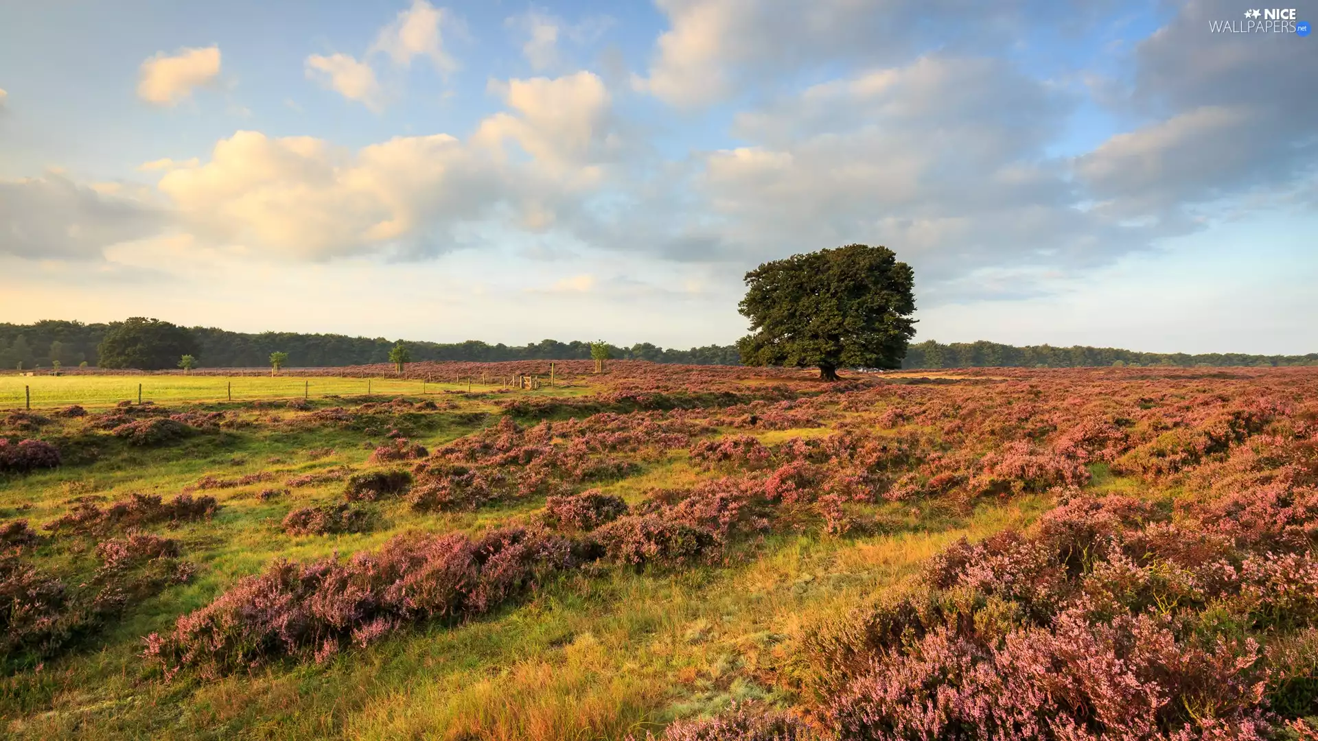 heathers, trees, clouds, heath