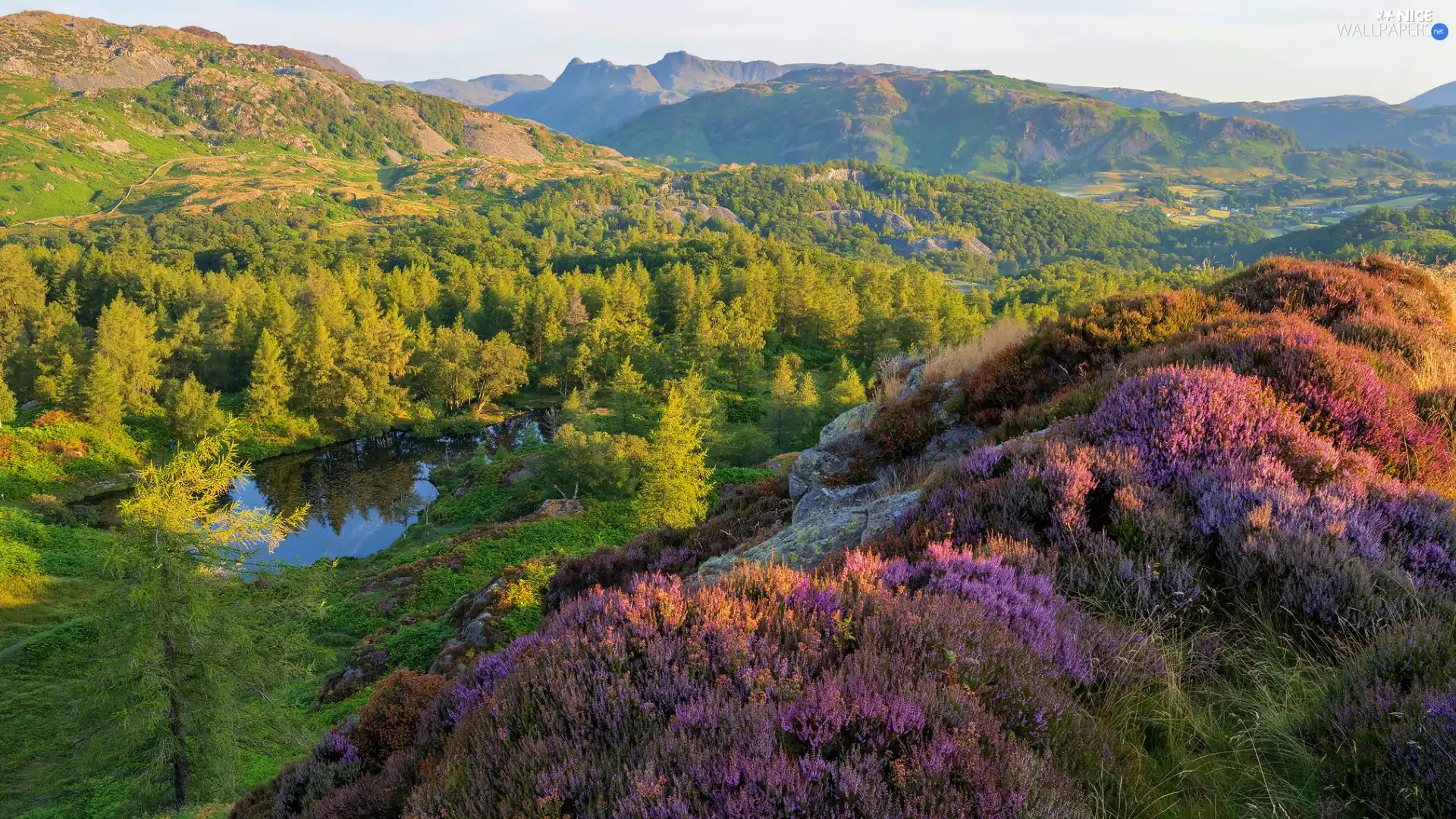 trees, green ones, lake, woods, Mountains, viewes, heath