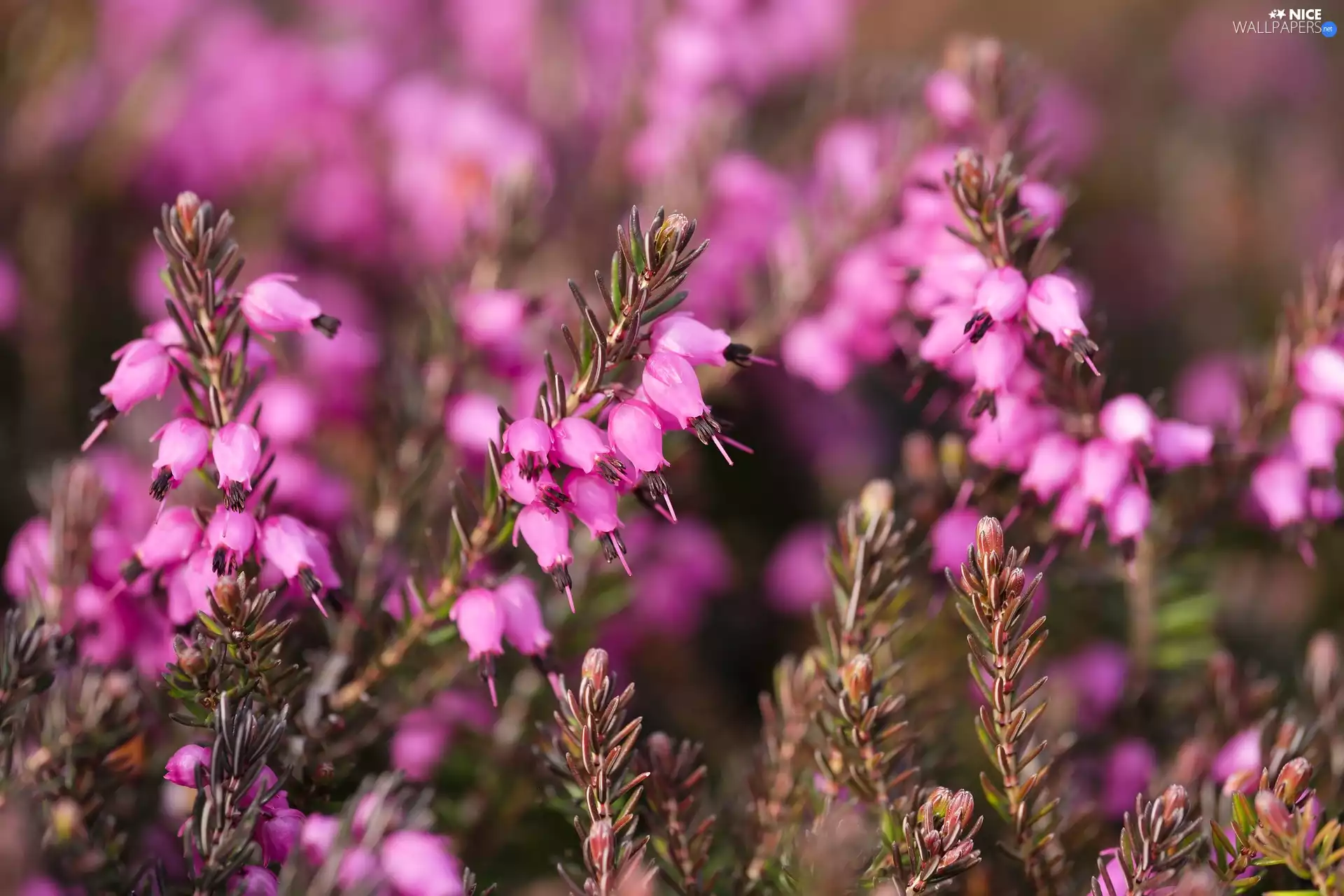 Heath, Flowers, purple