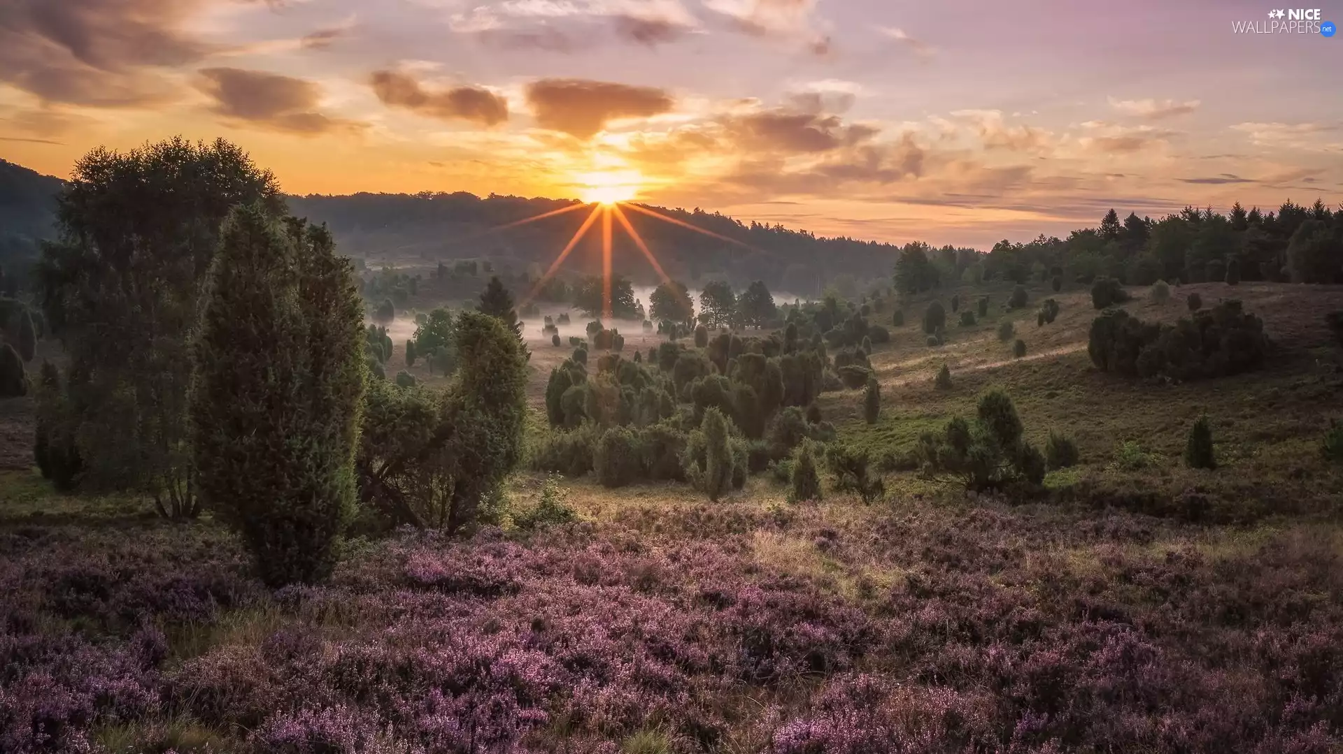 Lüneburg Heath, rays of the Sun, Nature Reserve, heath, viewes, Germany, grass, trees, heathers