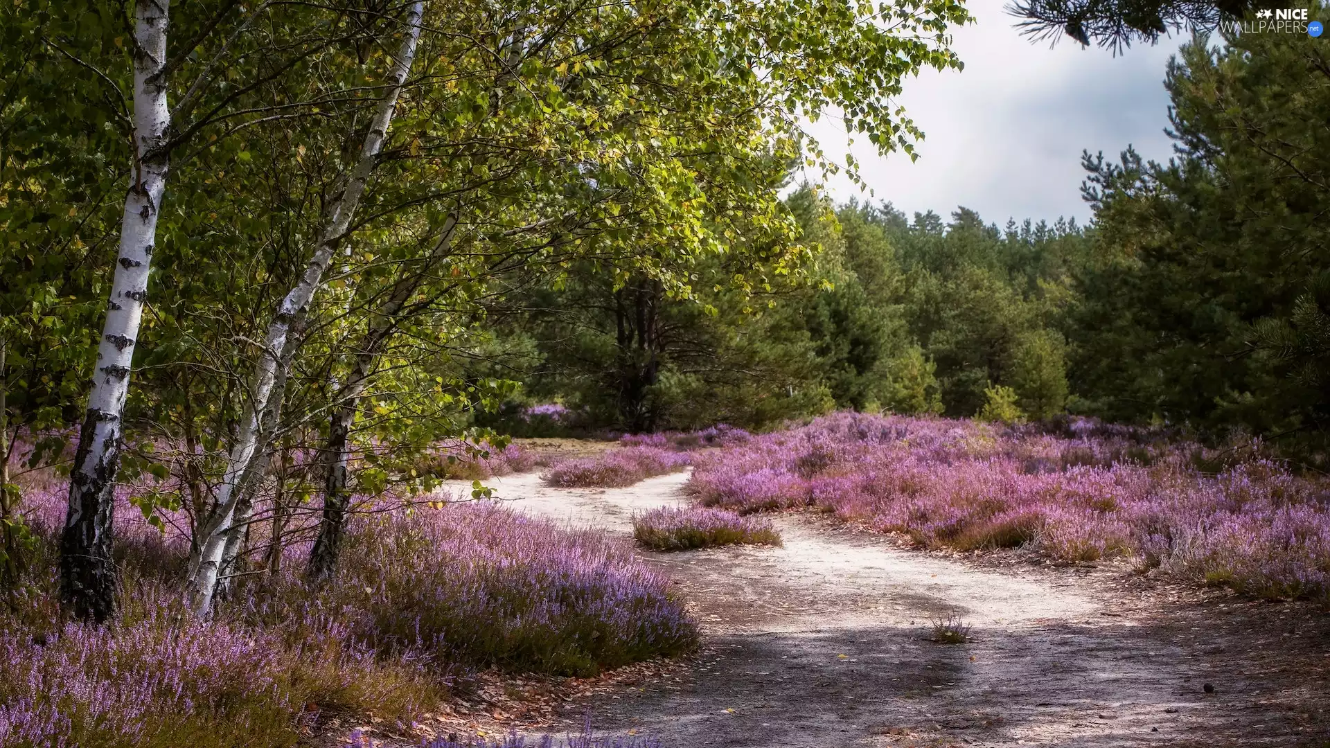 viewes, Way, Flowers, heath, birch, trees