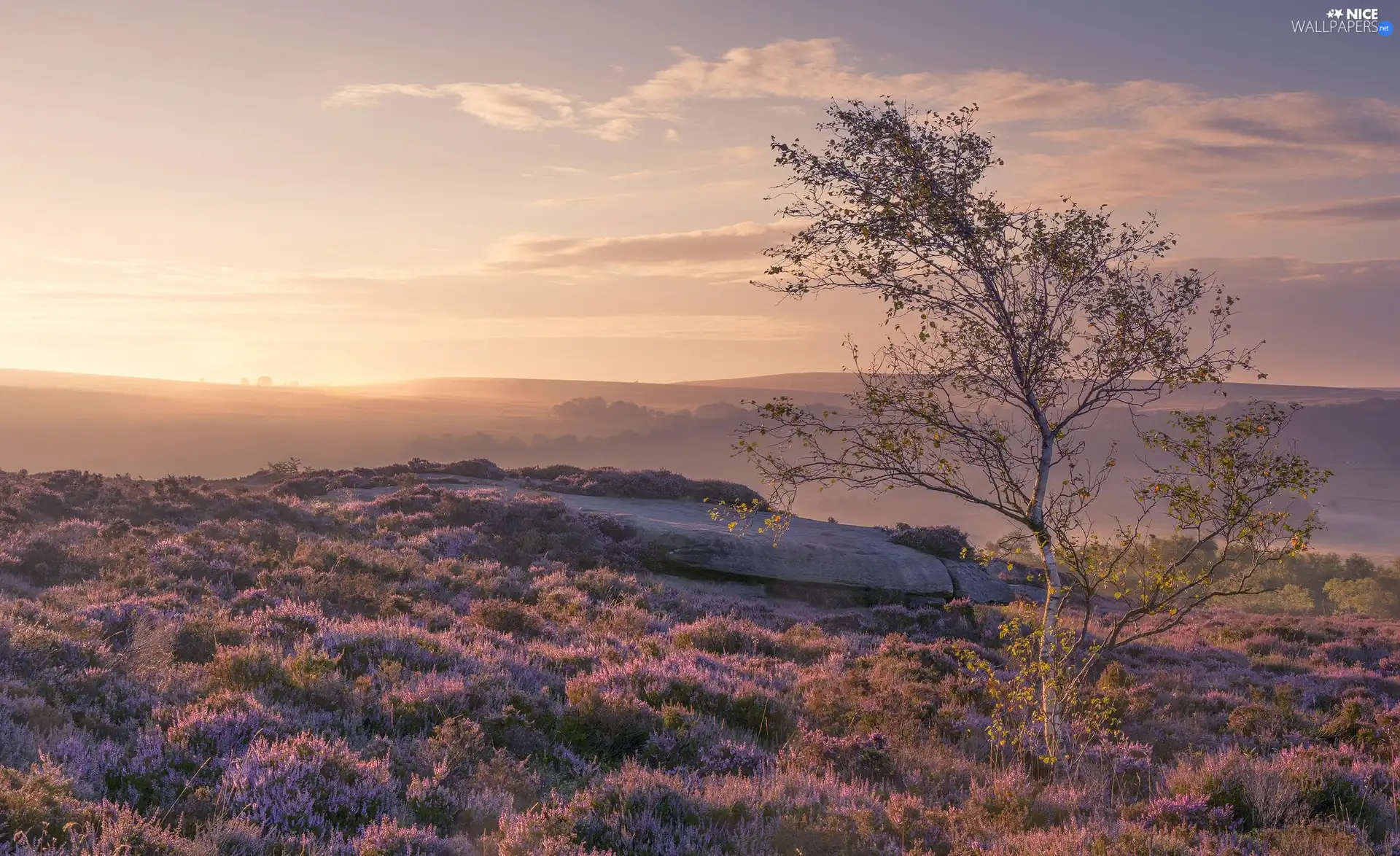heath, autumn, trees, birch-tree, heather, Fog
