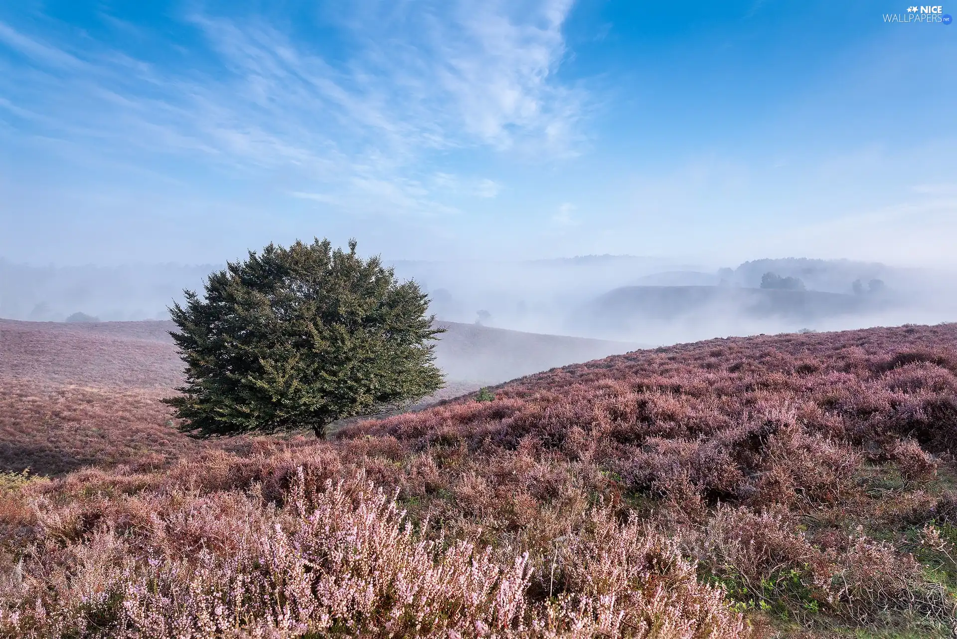 trees, Mountains, autumn, heath, heather, Fog