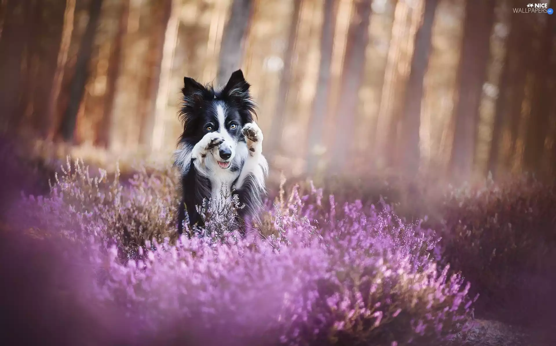 dog, Heather, feet, Border Collie