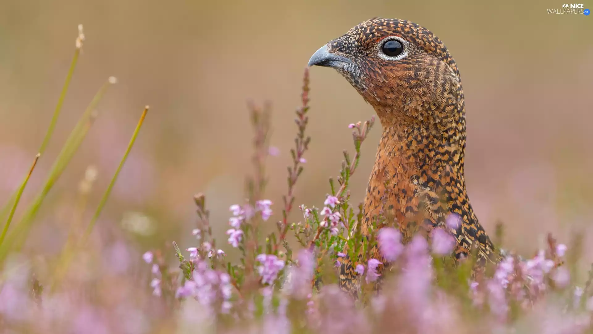 nose, heather, partridge, Head, Bird