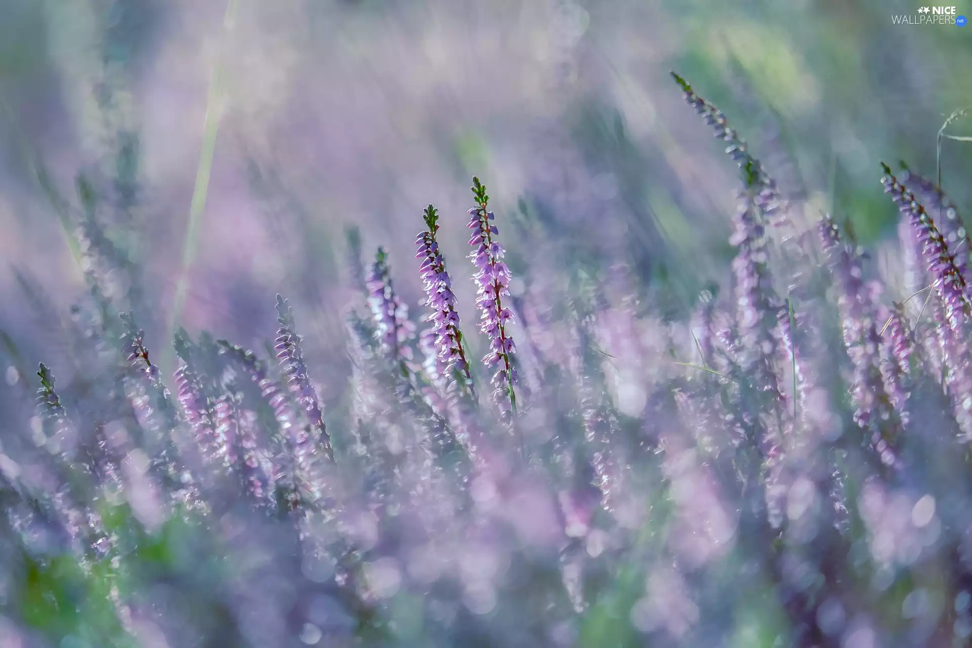 blurry background, Flowers, heathers