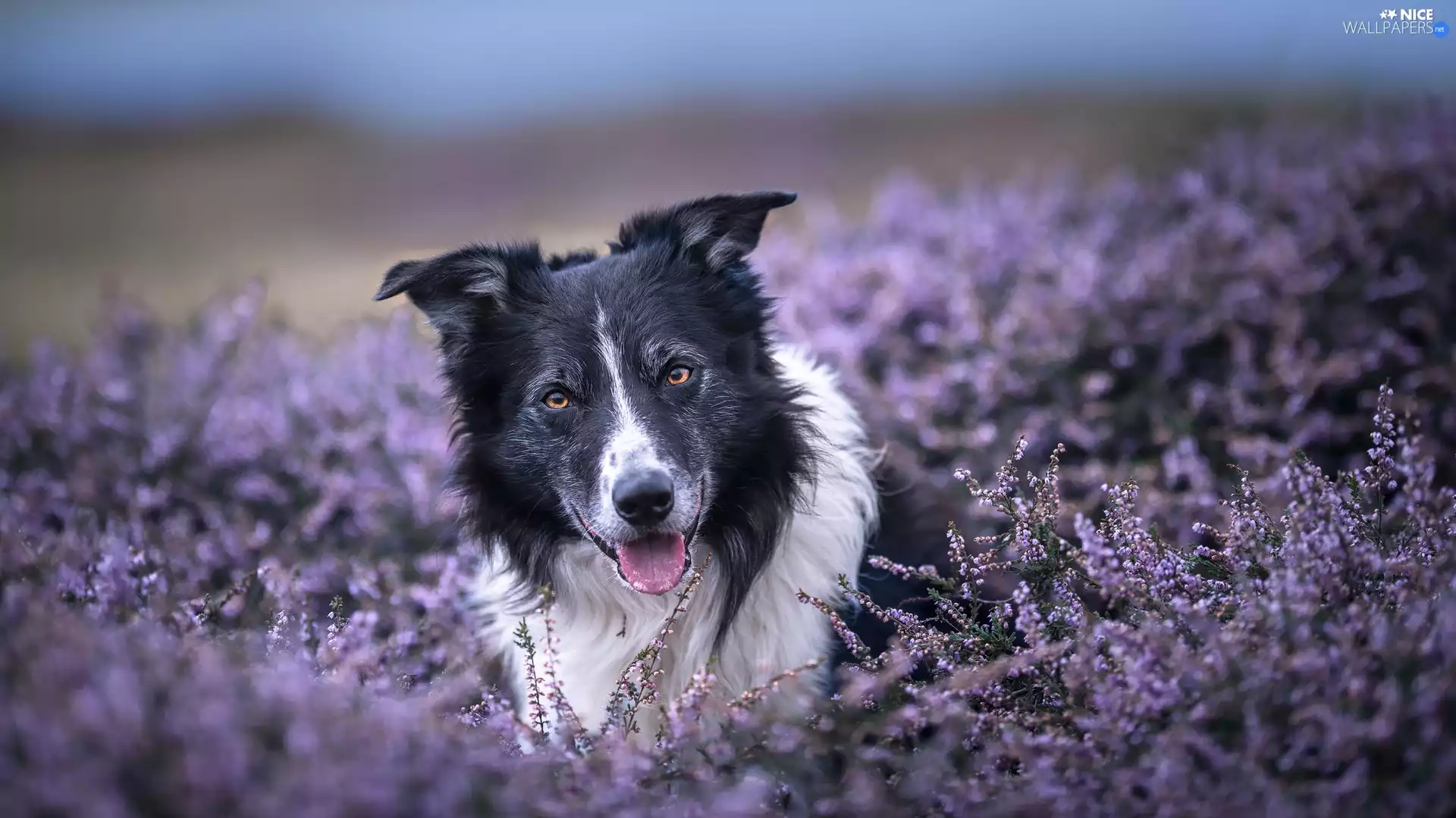 dog, Border Collie, heathers, black and white
