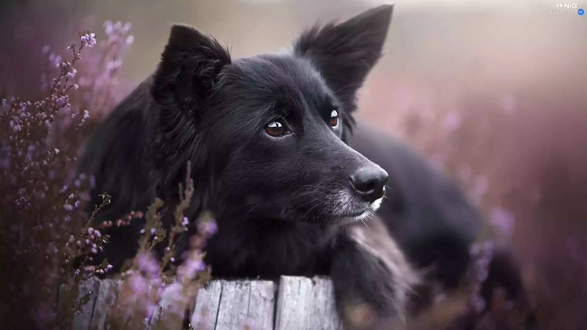 muzzle, heathers, dog, mongrel, Black