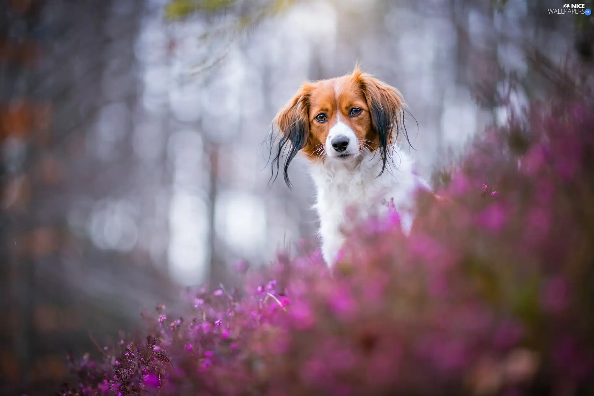 dog, The look, heathers, Alpine Dutch