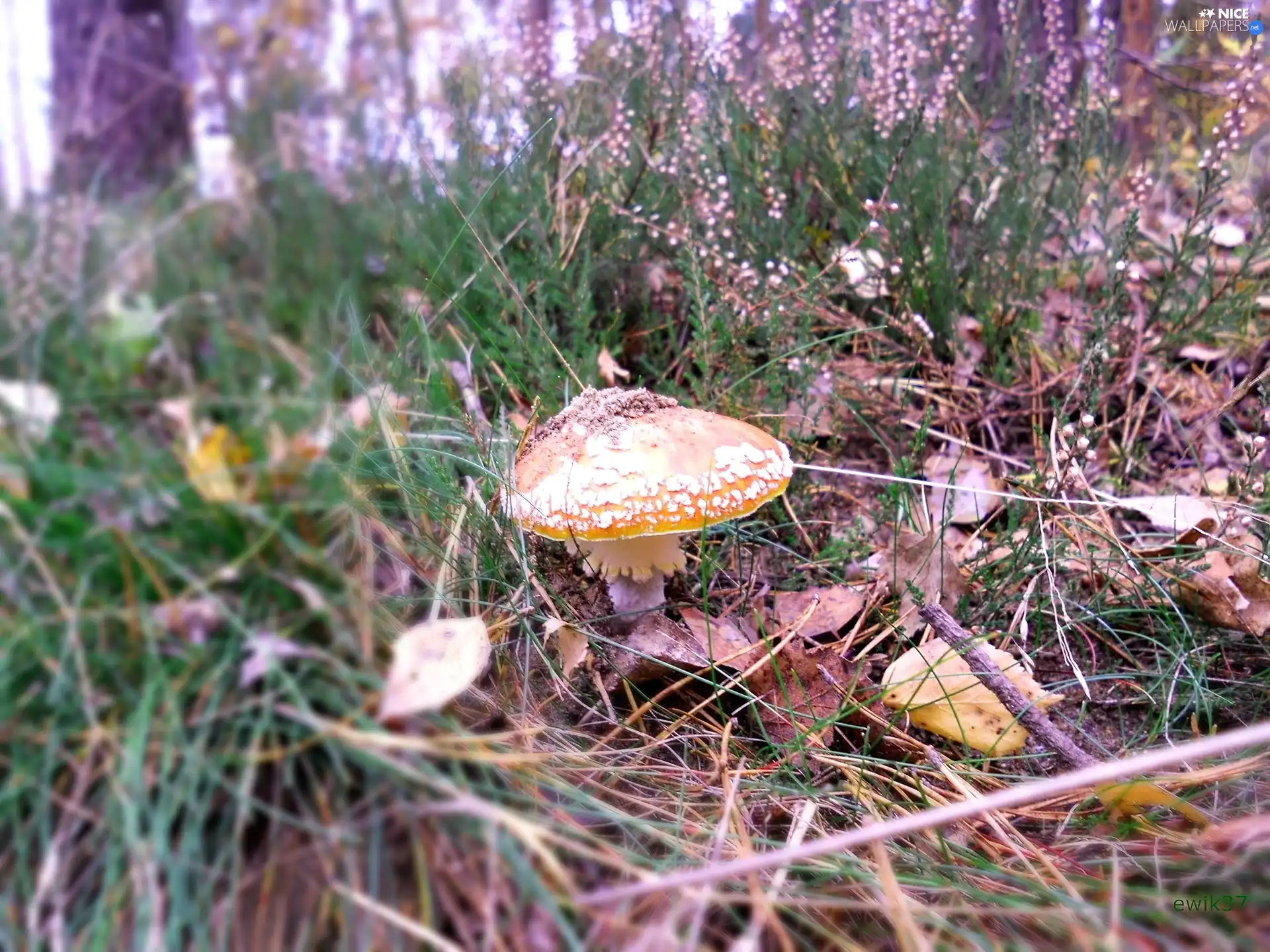 forest, toadstool, heathers, Mushrooms