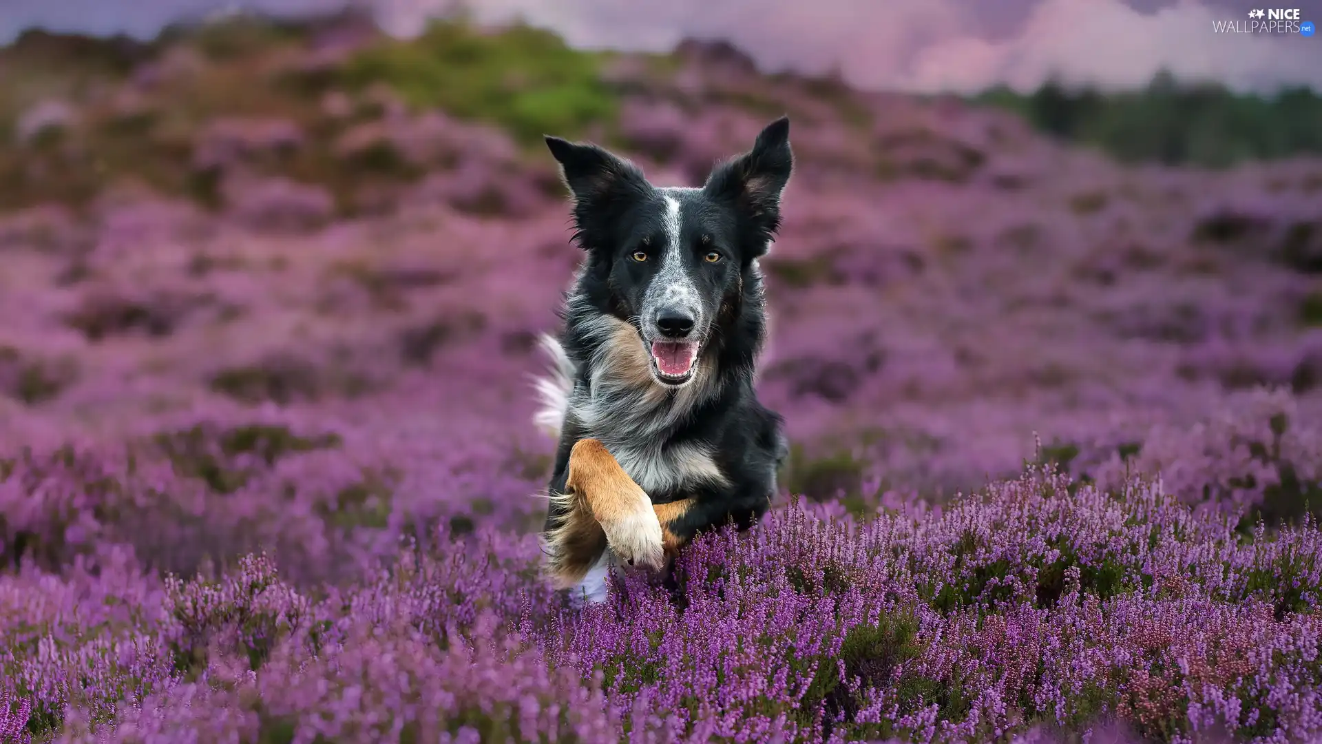 dog, heathers, heath, Border Collie