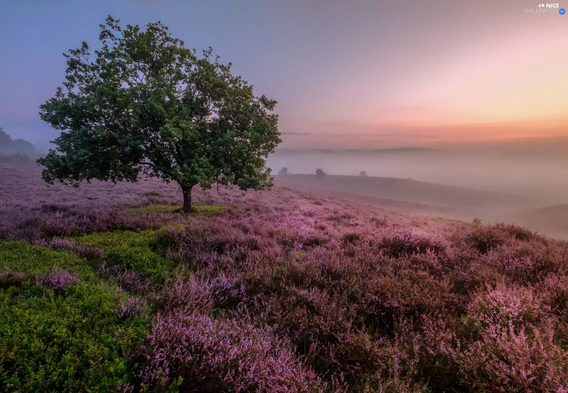 heath, trees, Fog, heathers