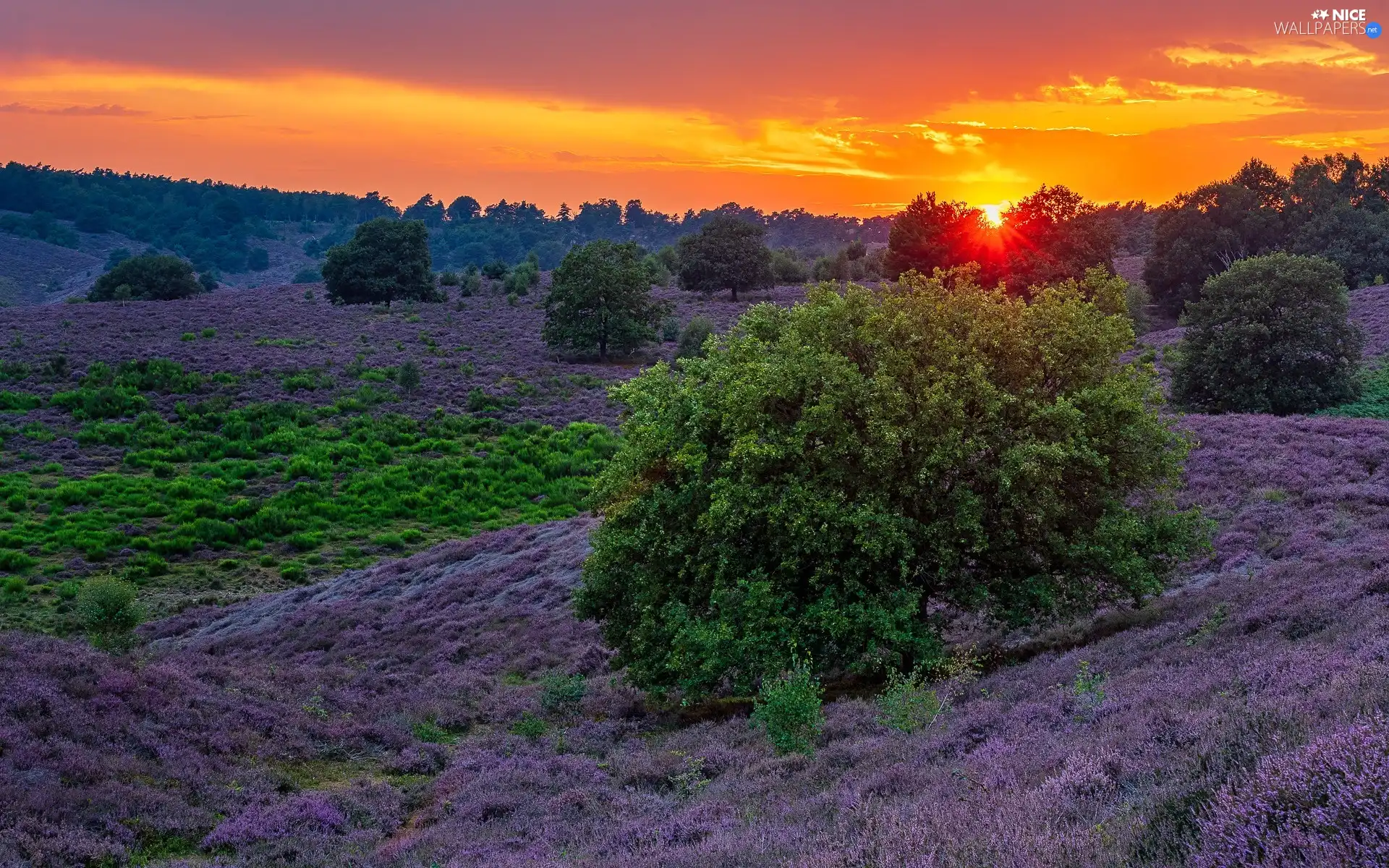 viewes, Great Sunsets, heathers, trees, heath