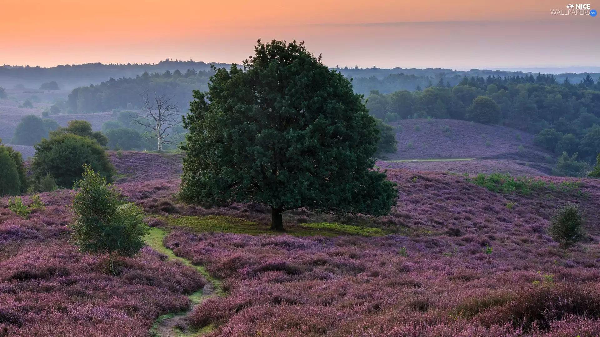 heath, trees, viewes, heathers