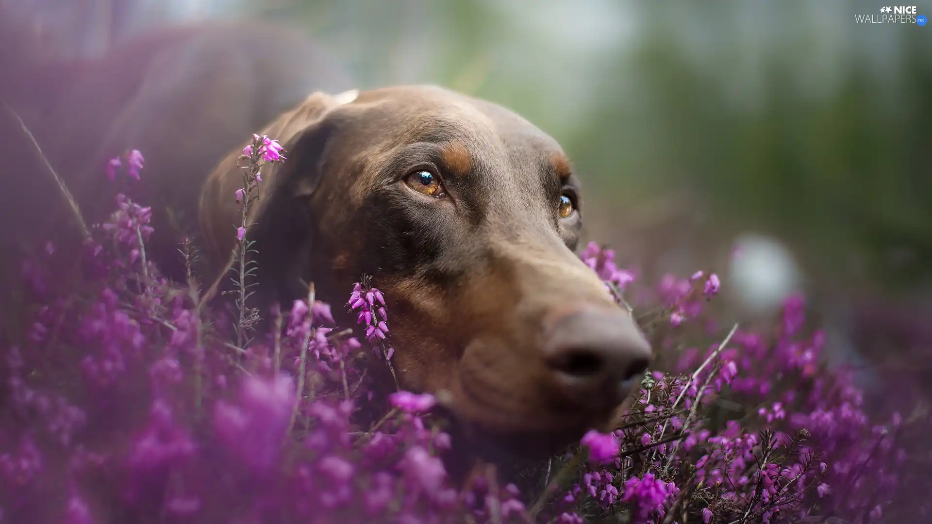 Doberman, heathers, muzzle, Brown, dog