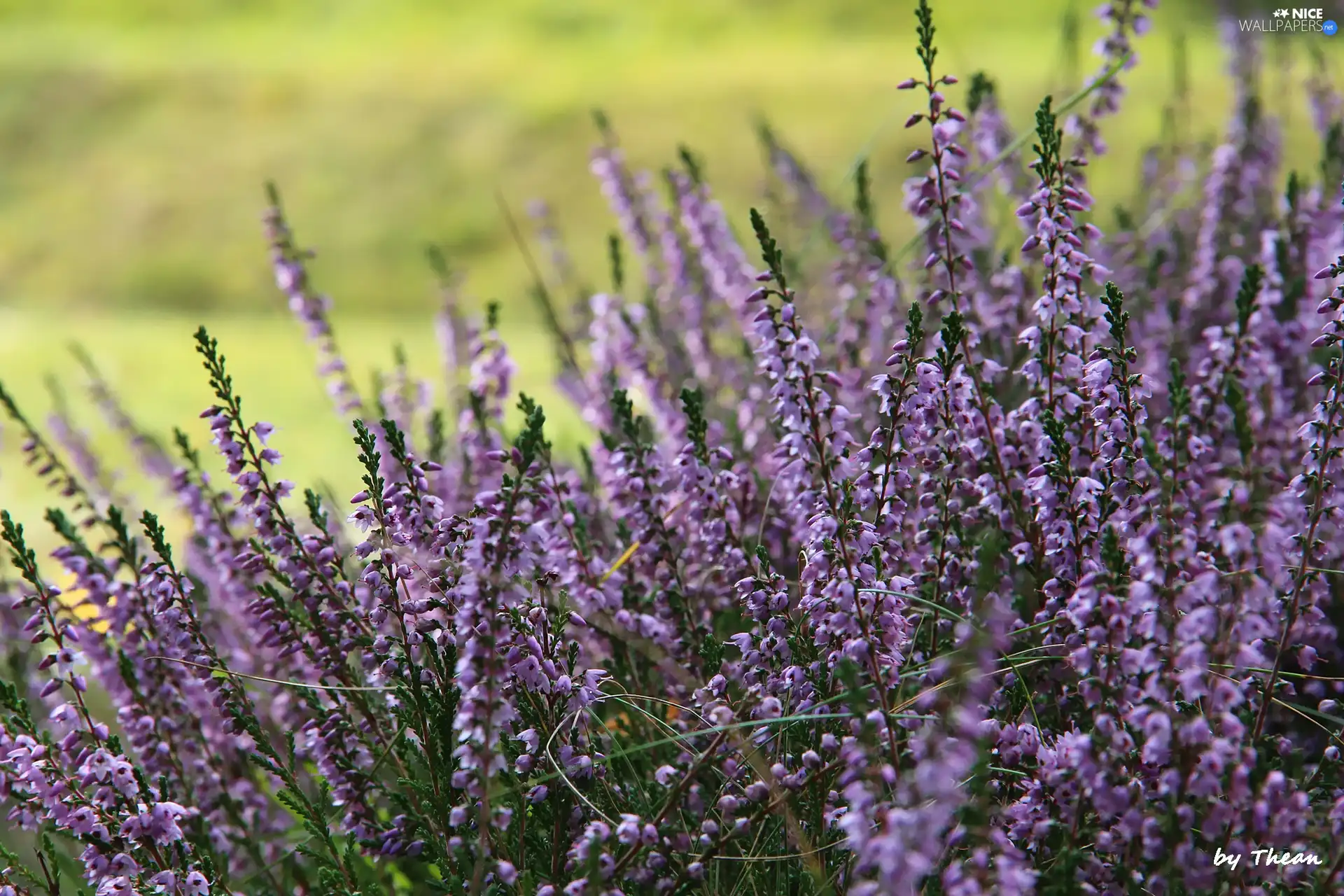purple, heathers