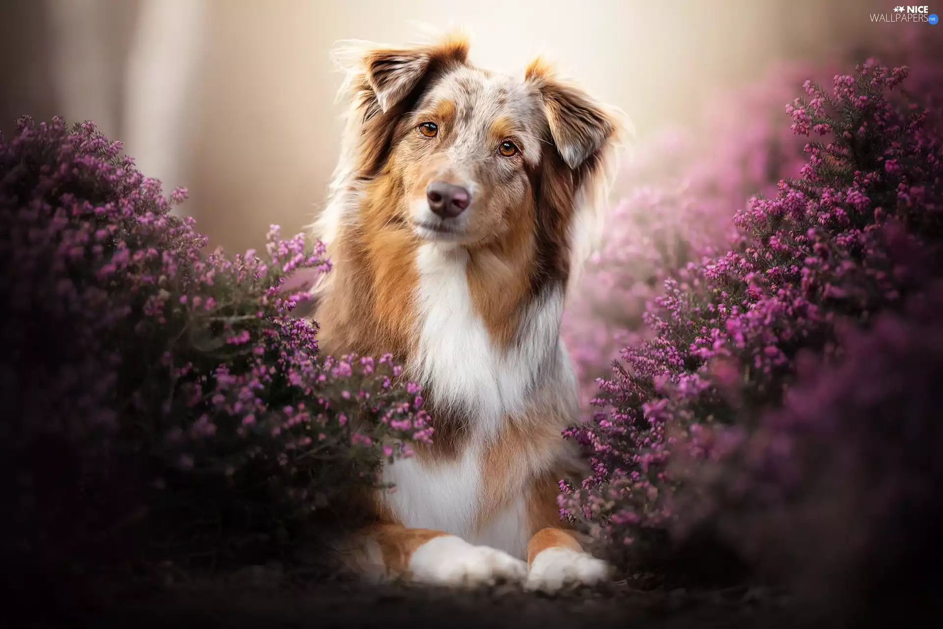 dog, Australian Shepherd, heathers, Brown and white