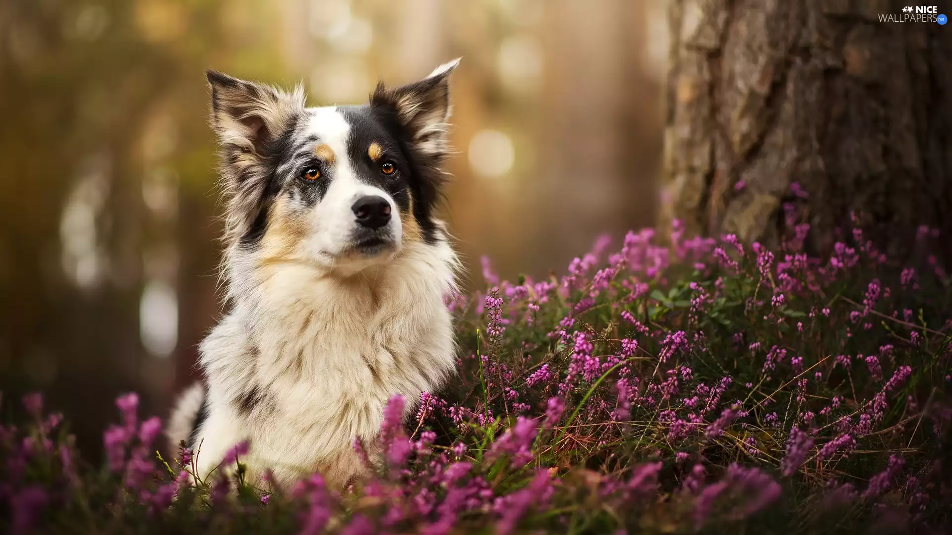 dog, heathers, trees, Australian Shepherd