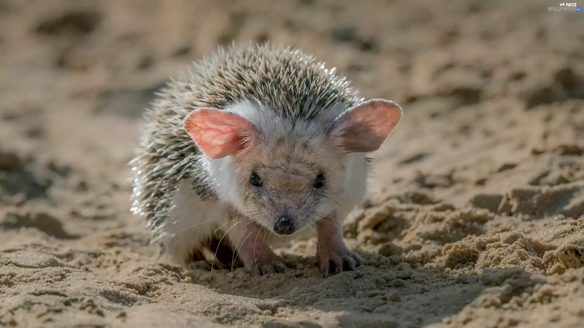 hedgehog, Sand