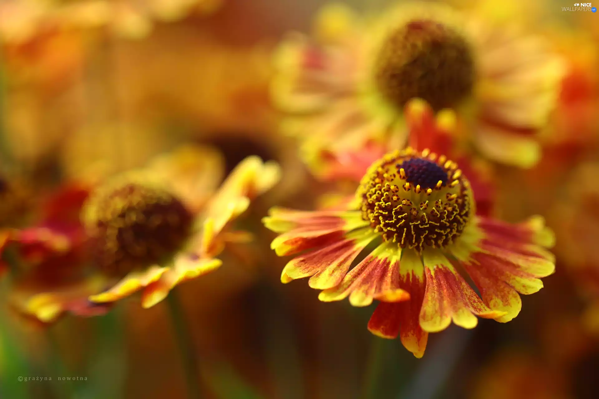 Helenium, Colourfull Flowers
