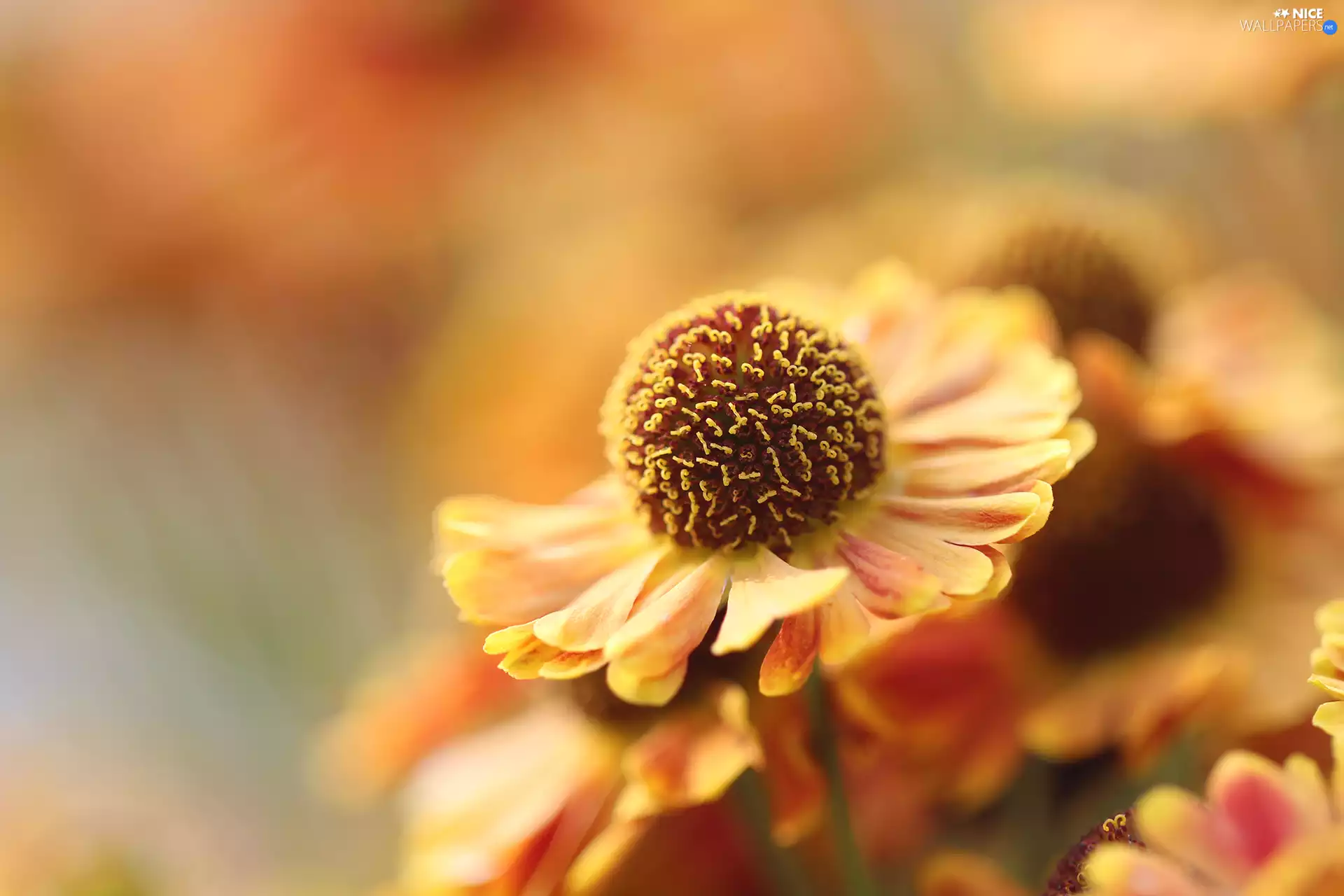 Close, Helenium Hybridum, Colourfull Flowers
