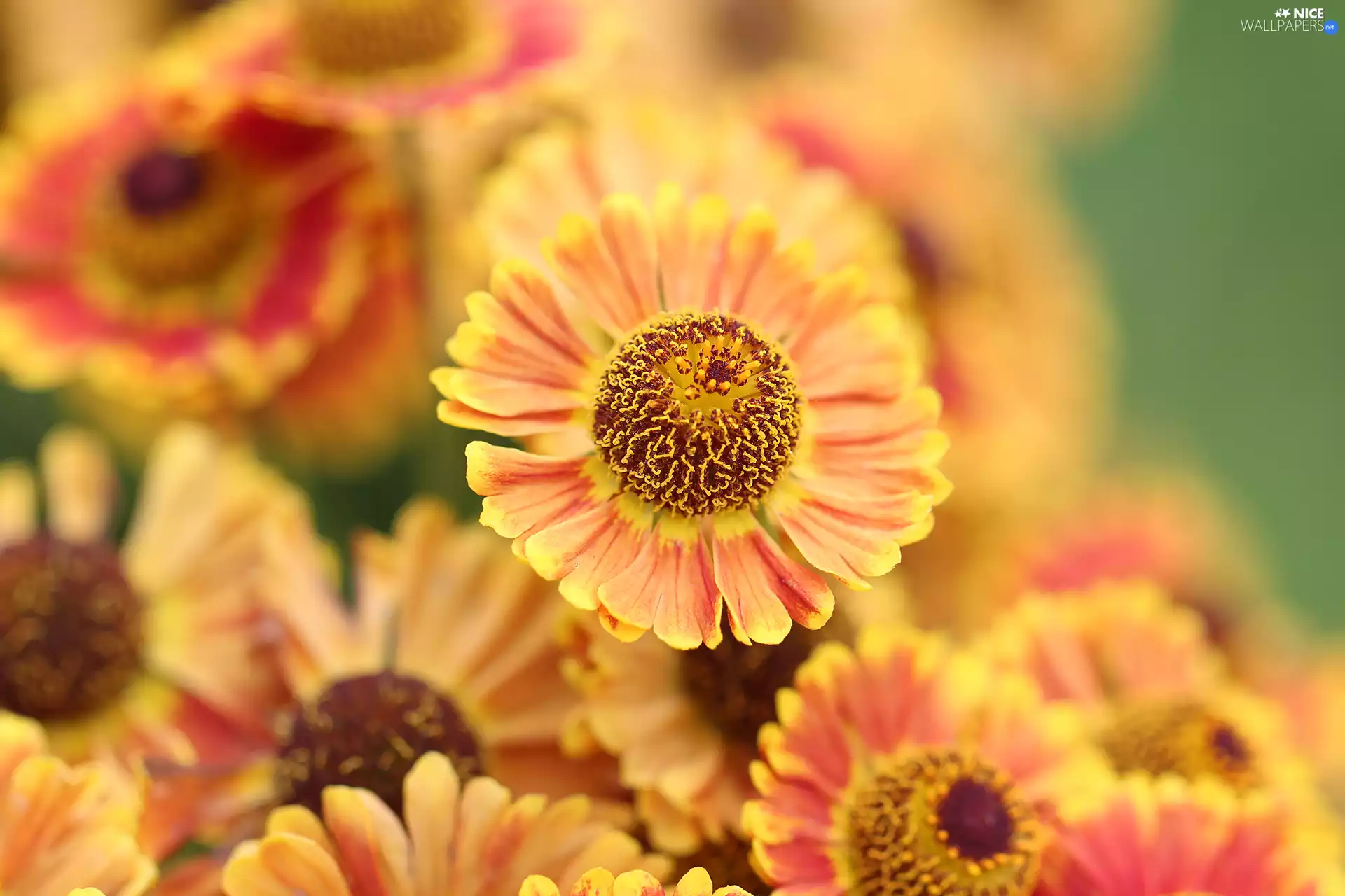Orange, Helenium Hybridum, Colourfull Flowers