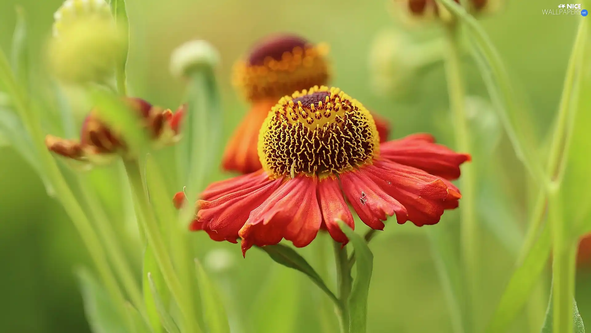 rapprochement, Colourfull Flowers, Helenium