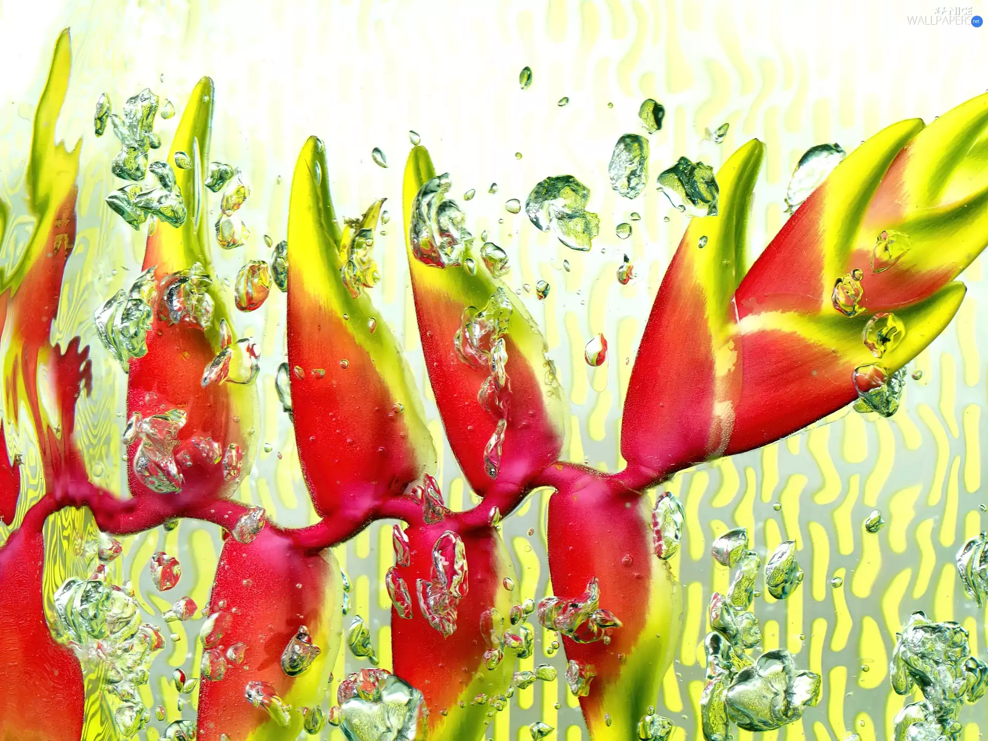 Heliconia, water