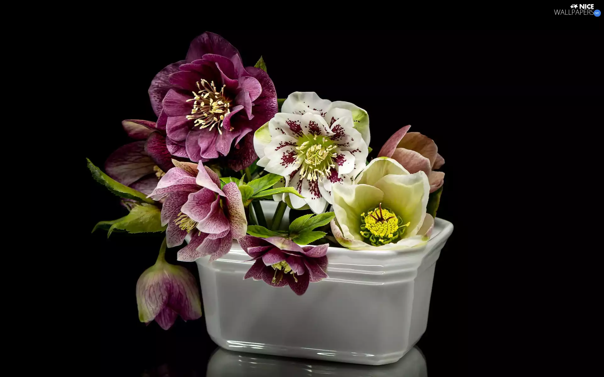 Flowers, Black, background, Helleborus