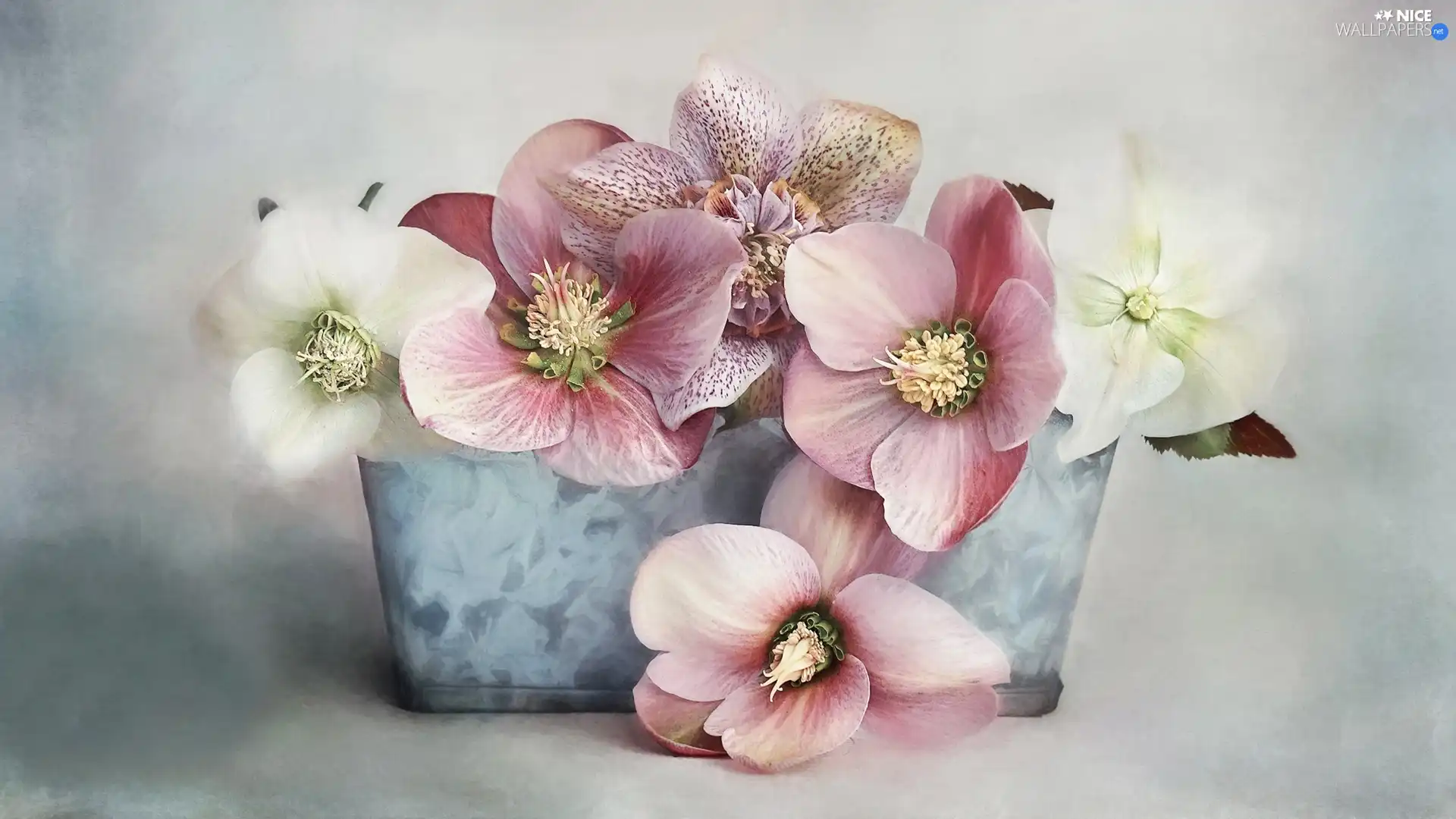 Flowers, Blue, pot, Helleborus
