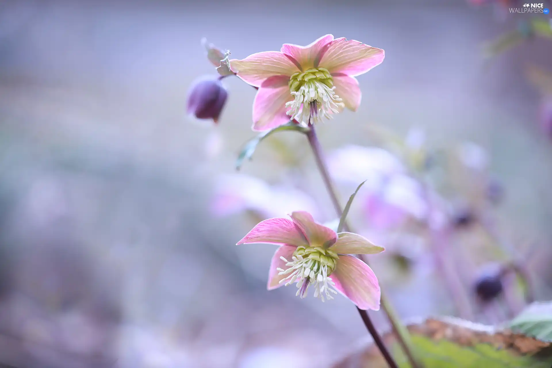 Pink, inclined, Flowers, Helleborus